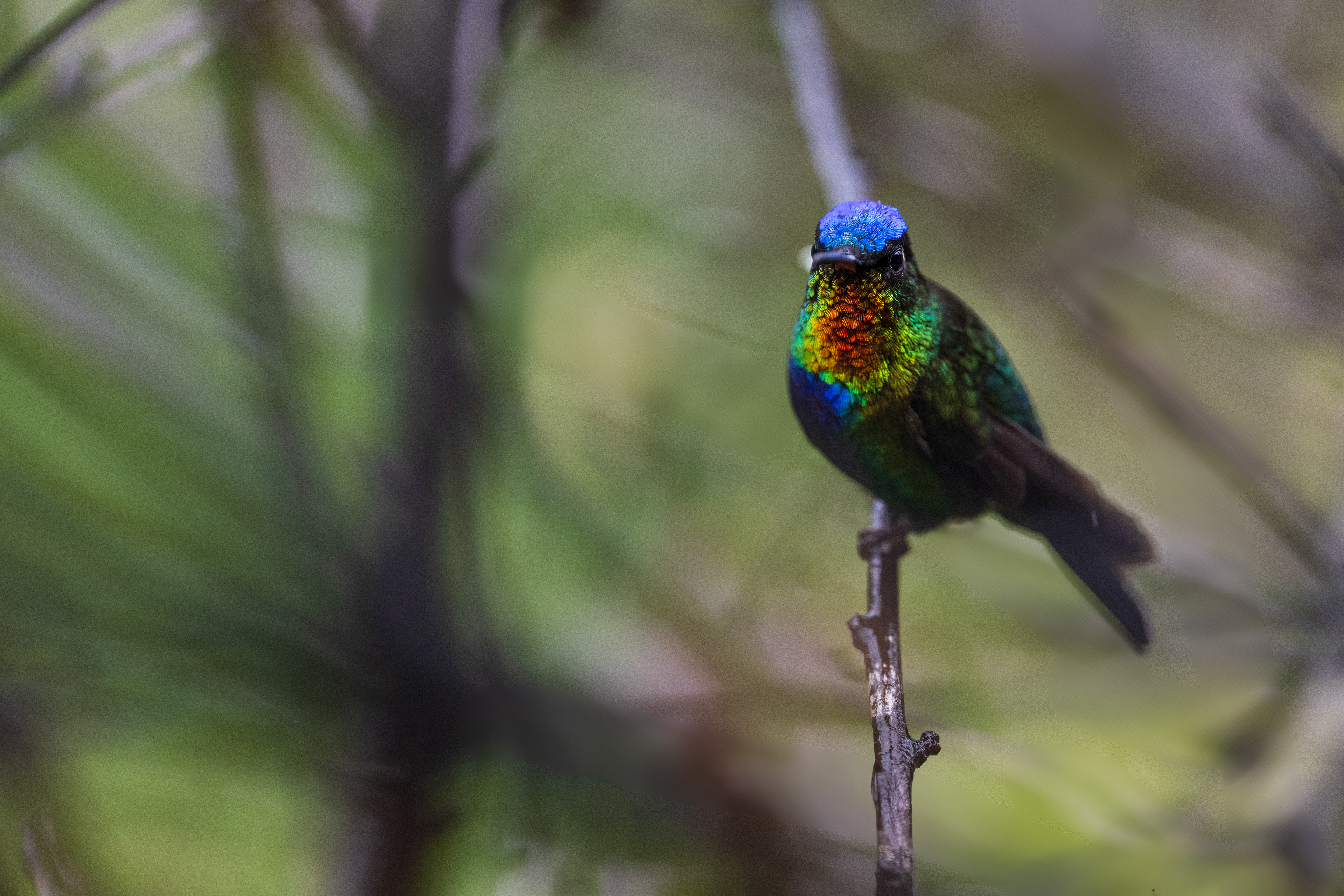 Fiery-throated Hummingbird