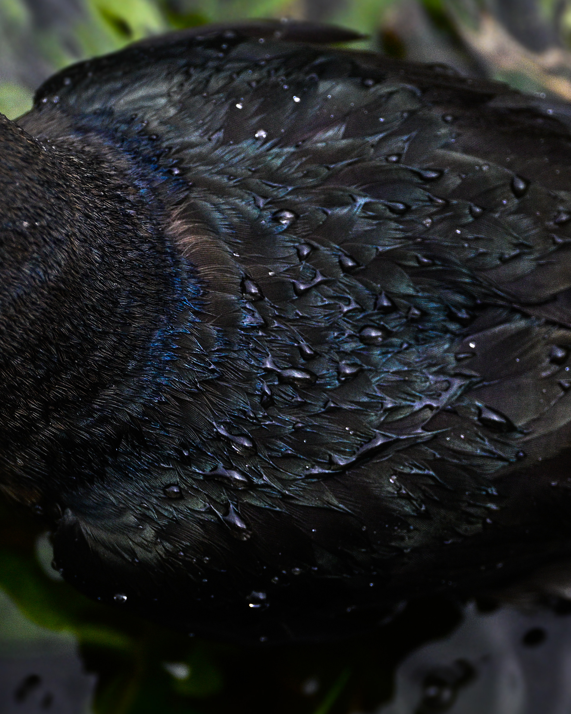 Great-tailed Grackle