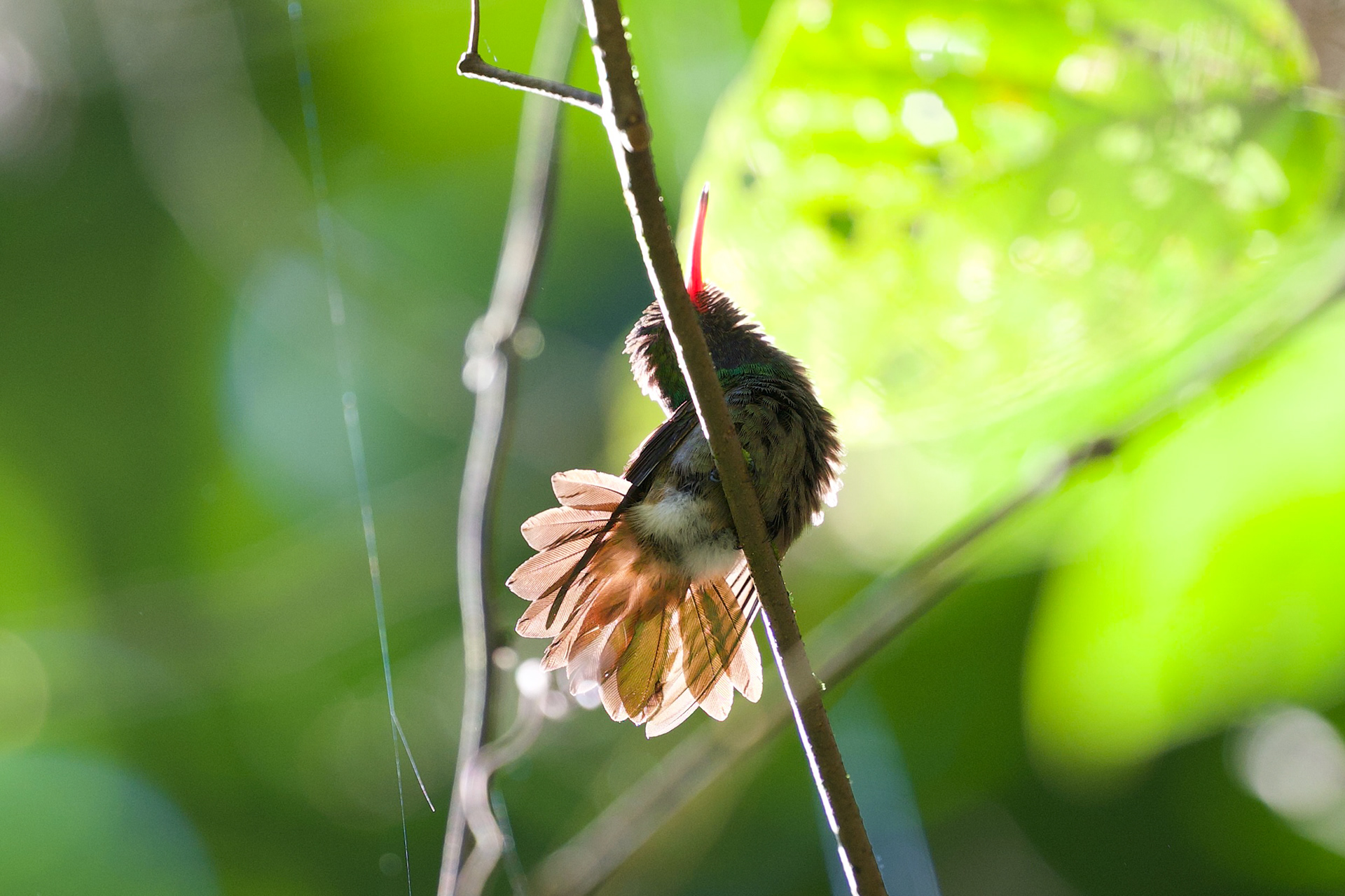 Blue-throated Goldentail
