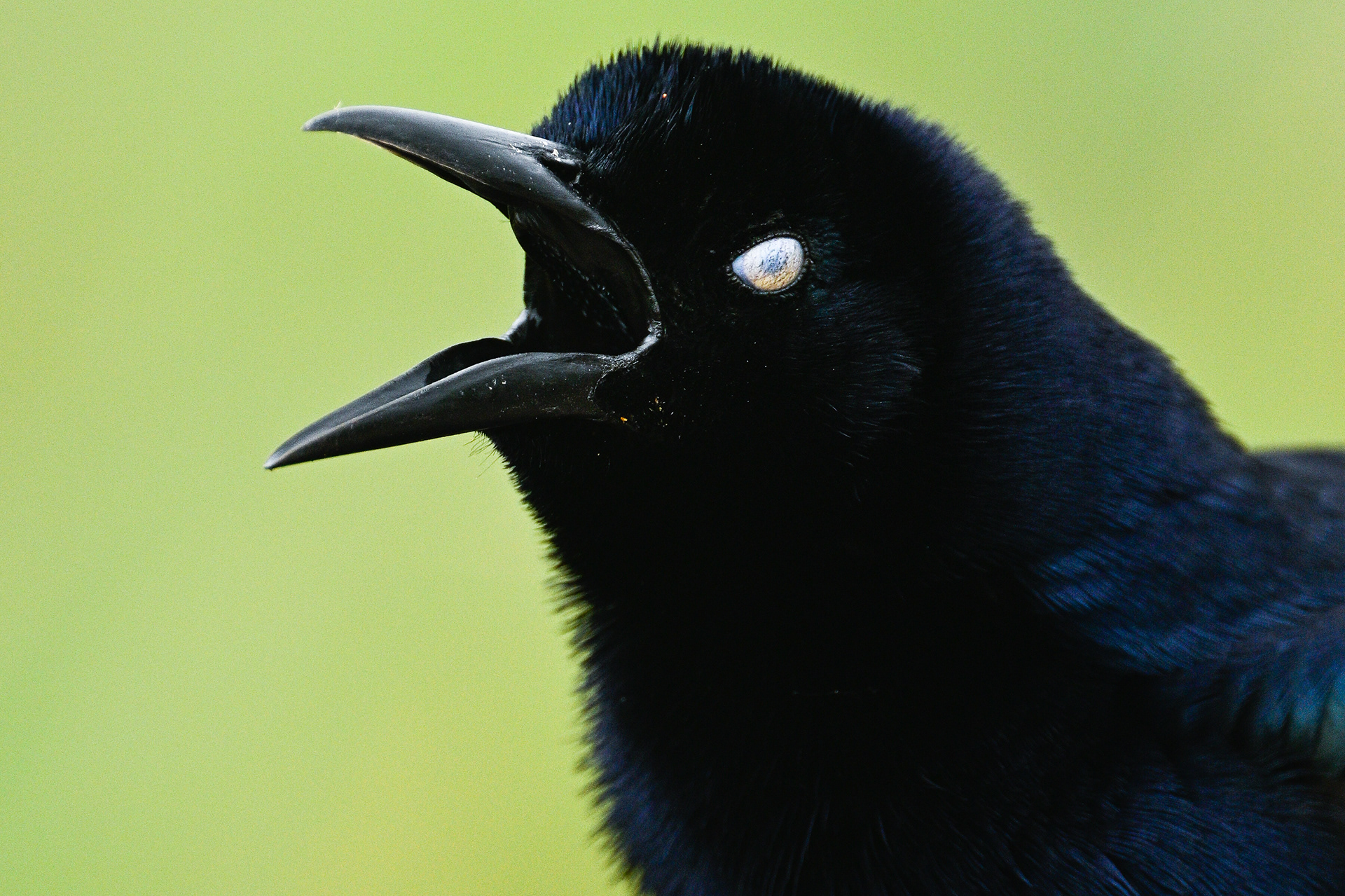 Great-tailed Grackle
