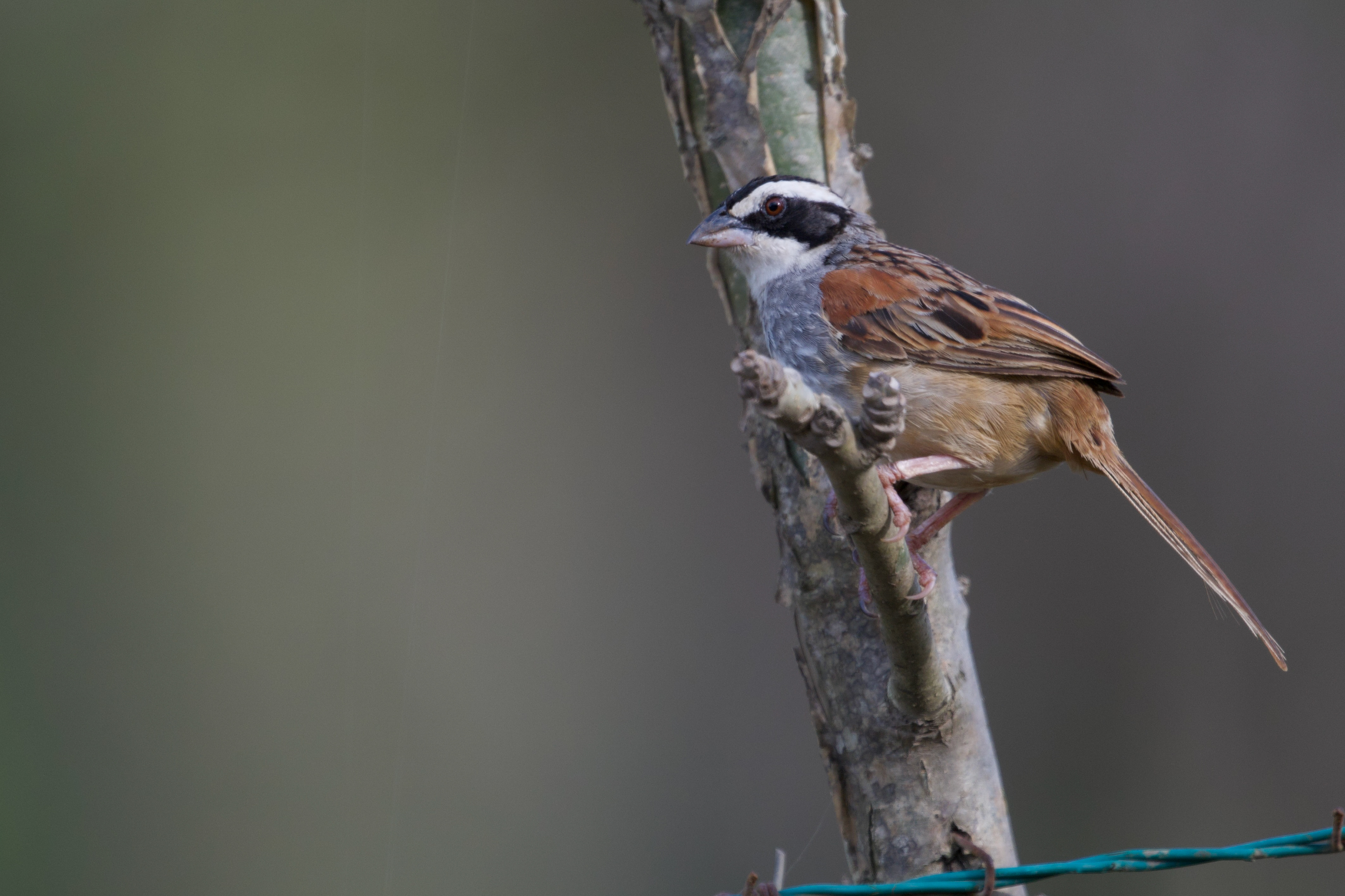 Stripe-headed Sparrow