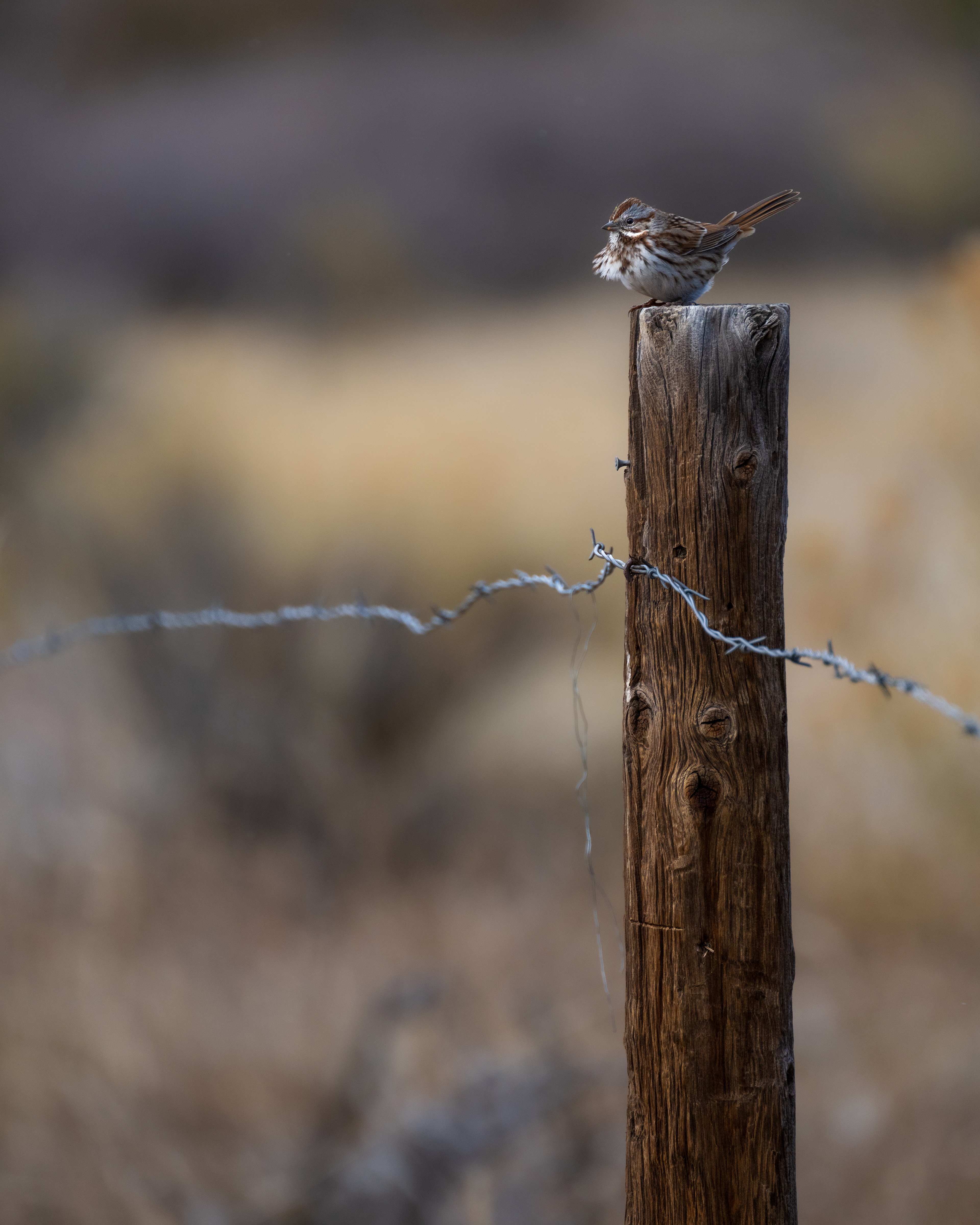 Song Sparrow