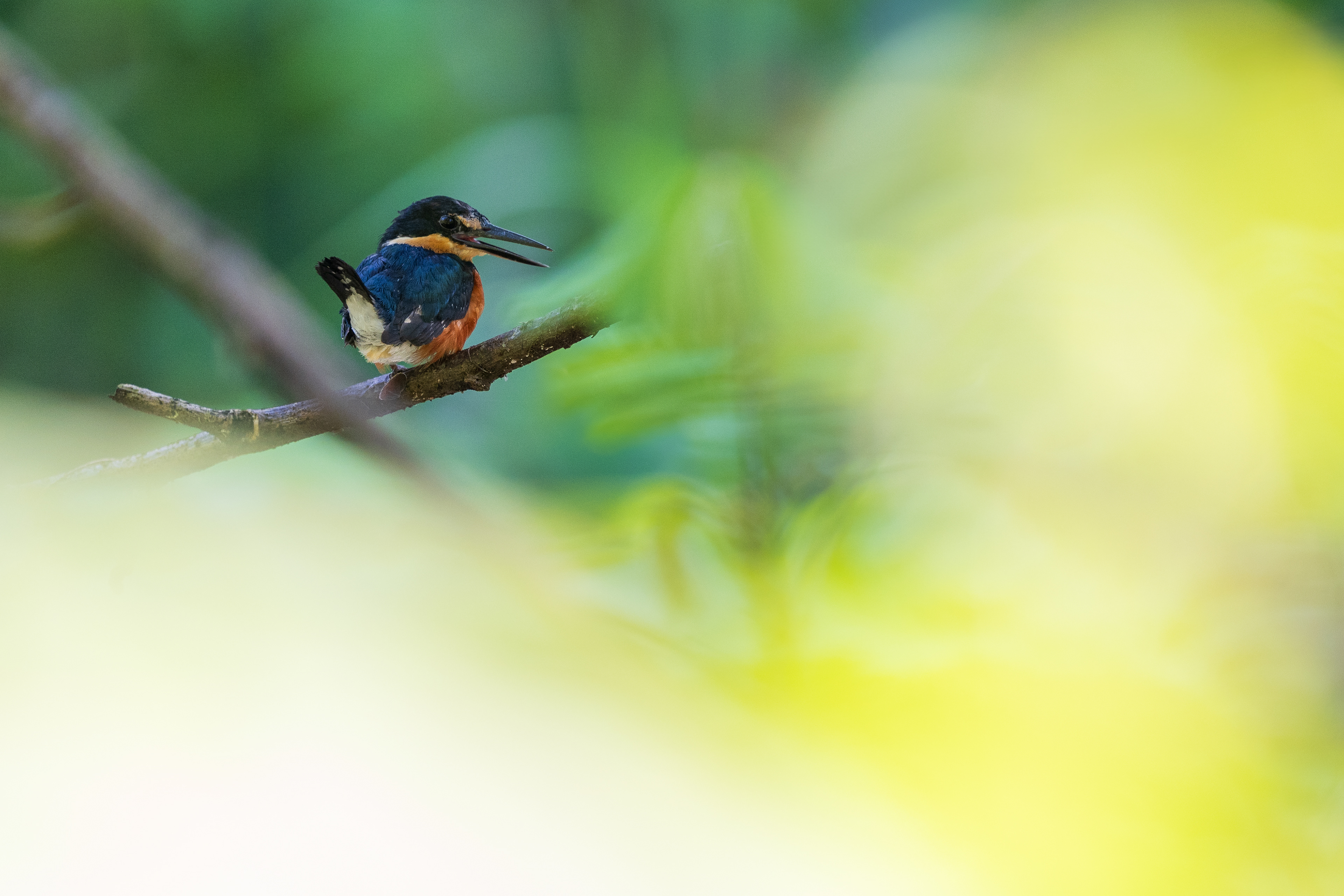 American Pygmy Kingfisher