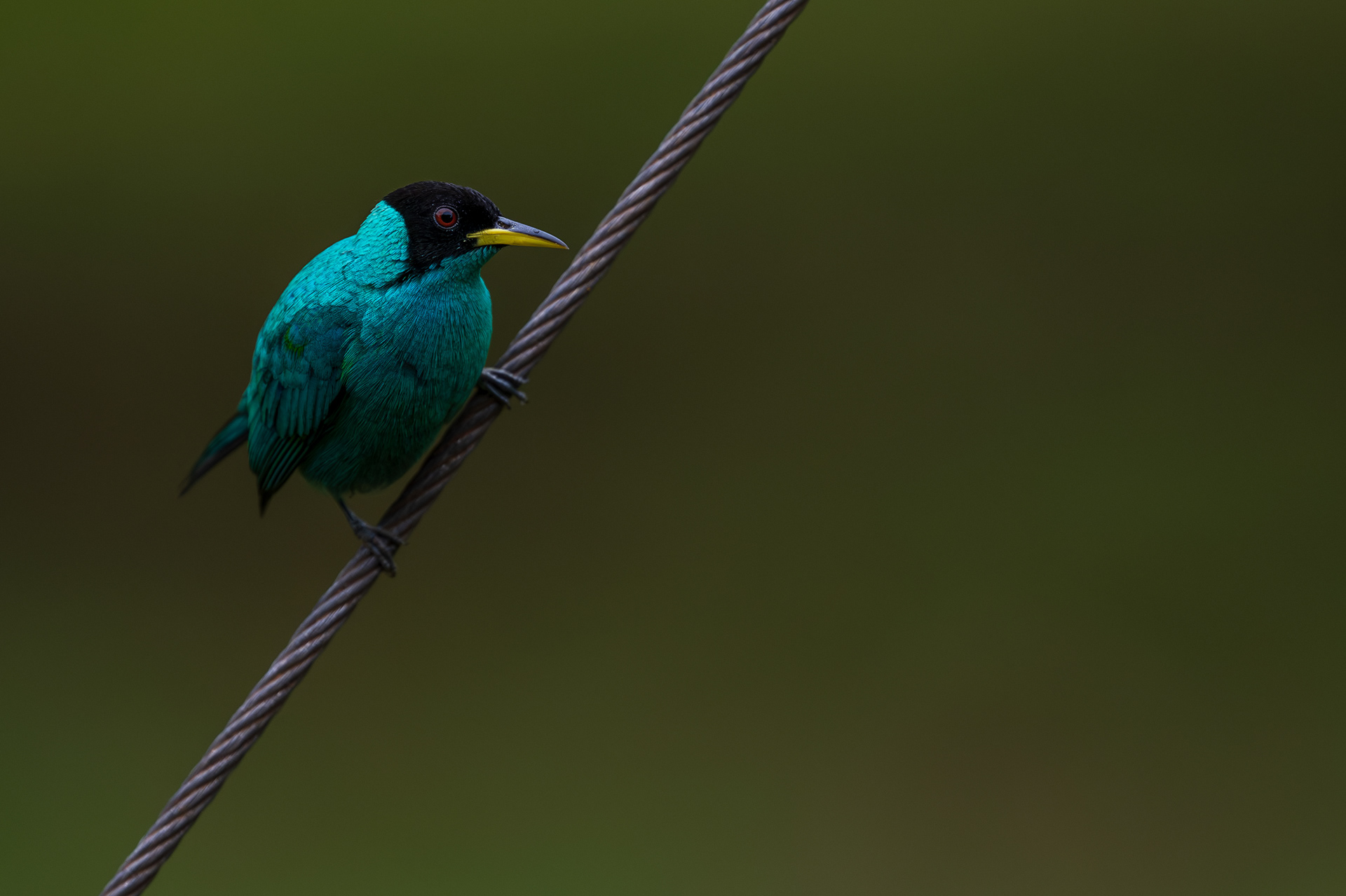 Green Honeycreeper