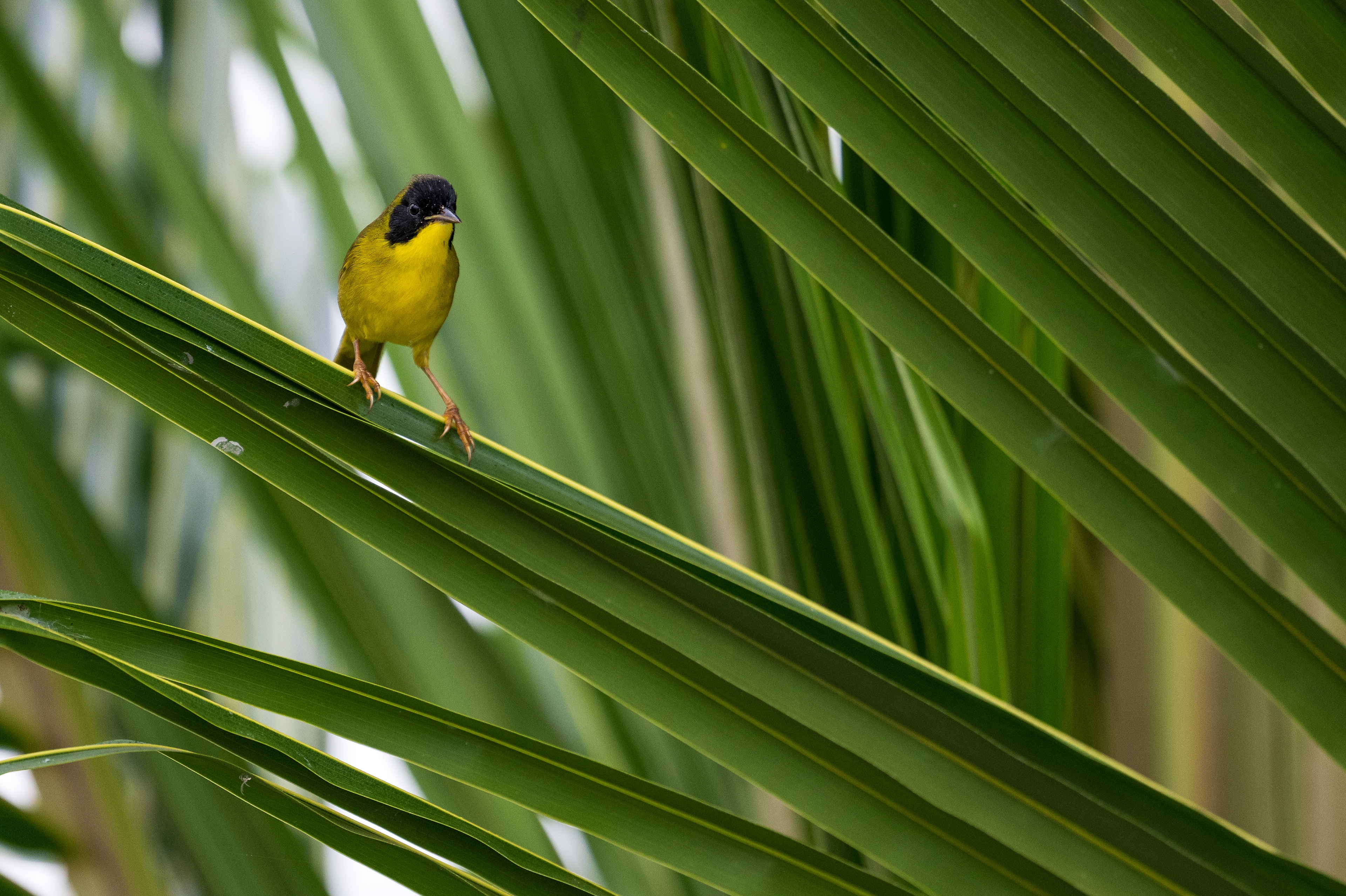 Olive-crowned Yellowthroat