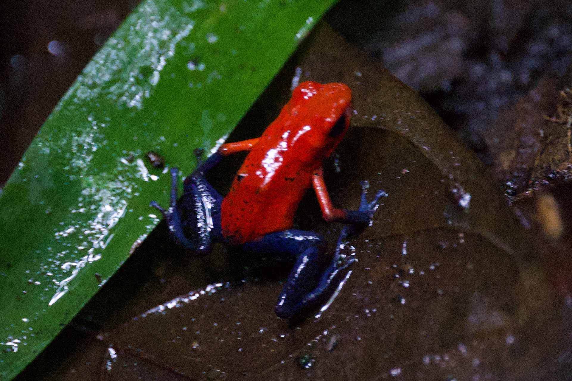 Strawberry Poison Dart Frog