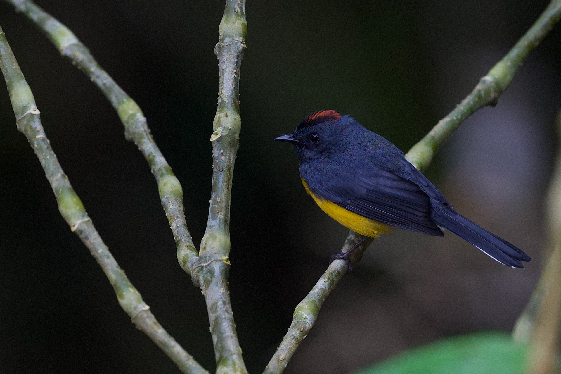 Slate-throated Redstart