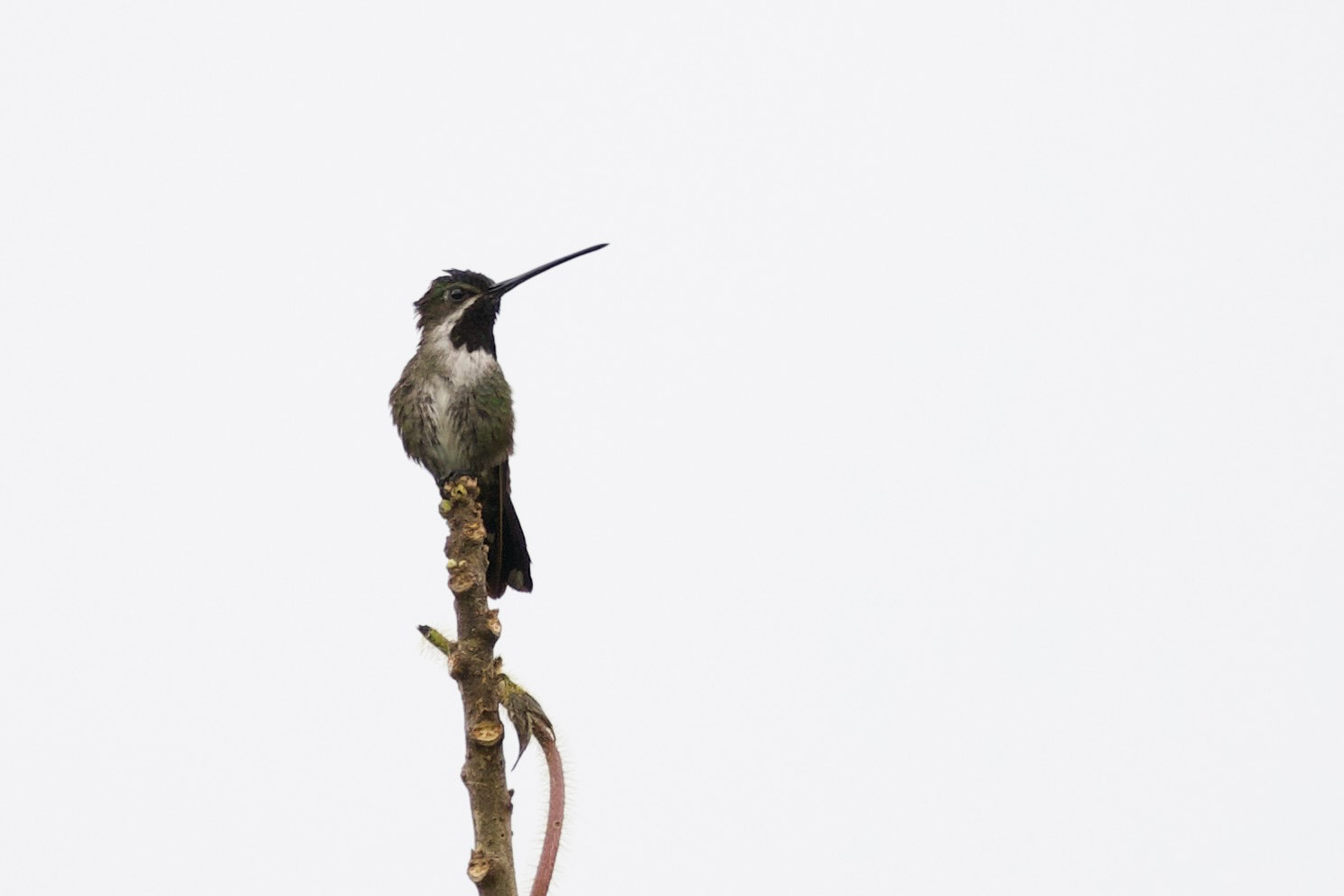 Long-billed Starthroat