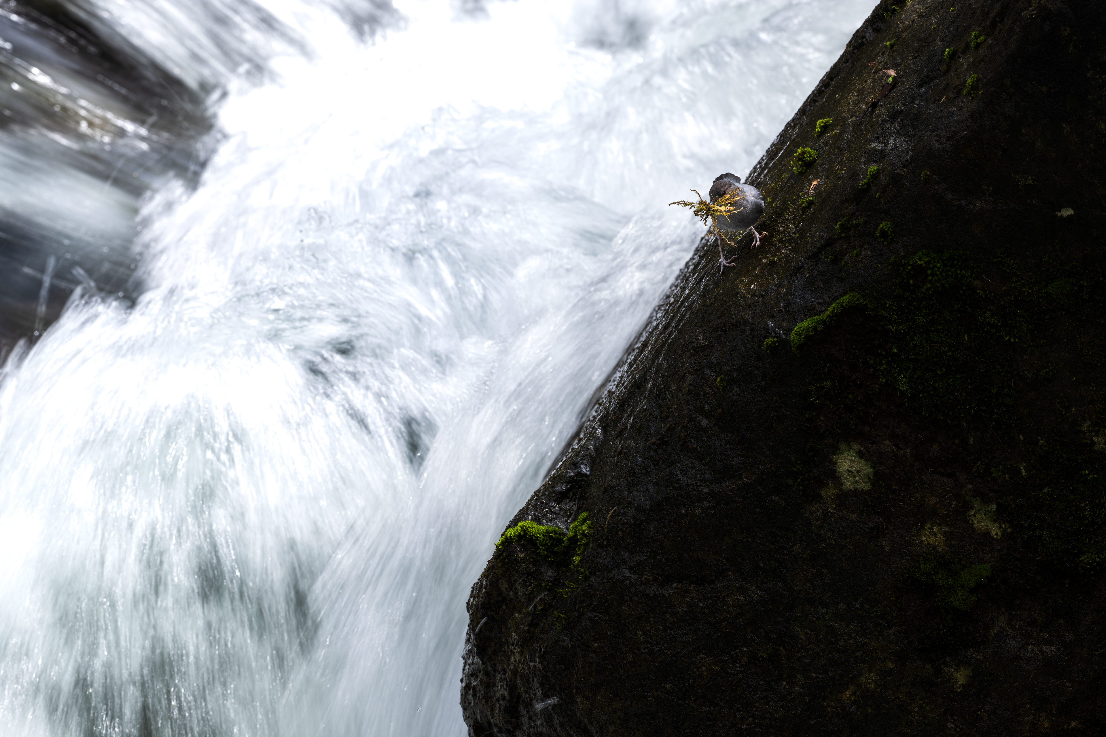 American Dipper