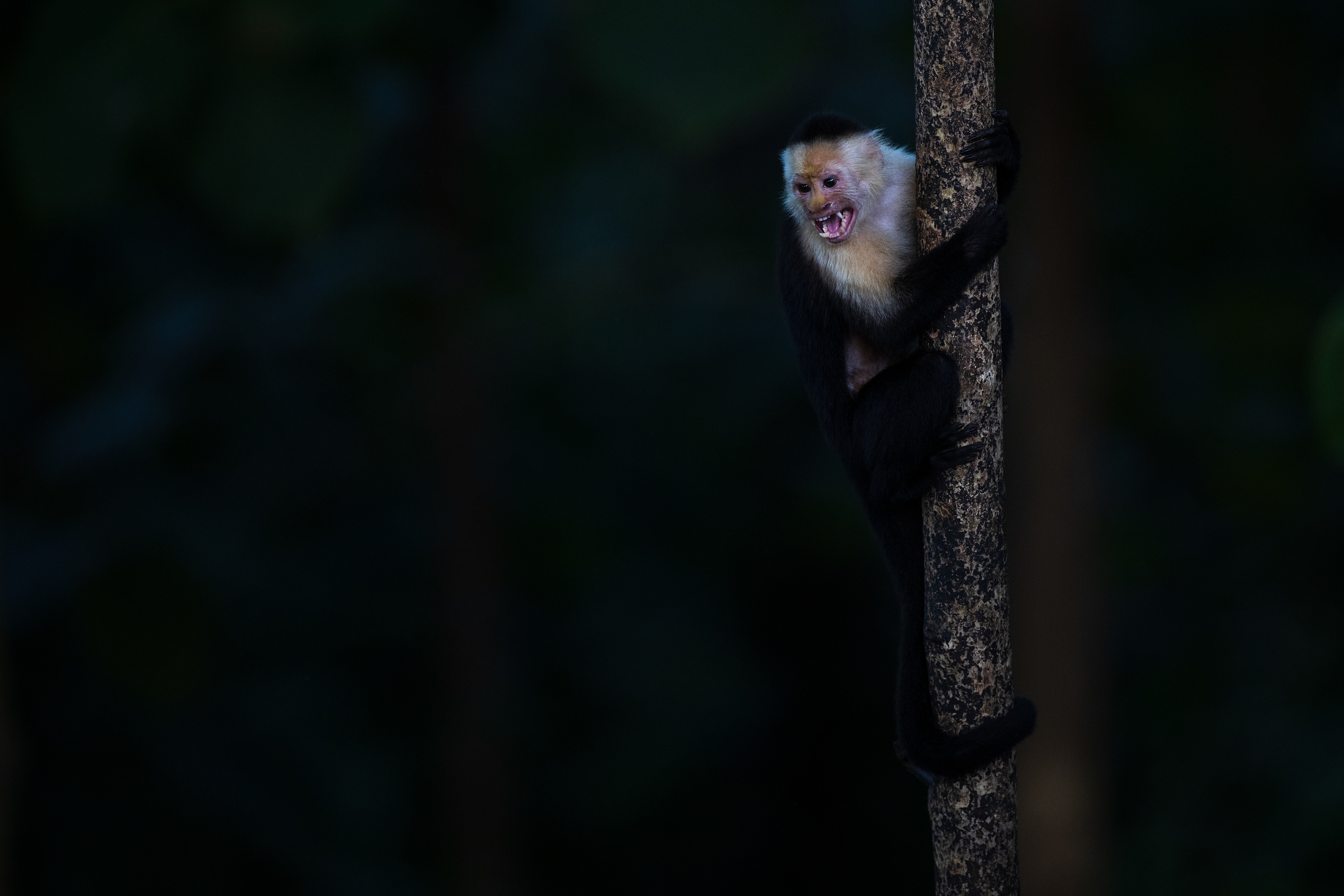 Central American White-faced Capuchin