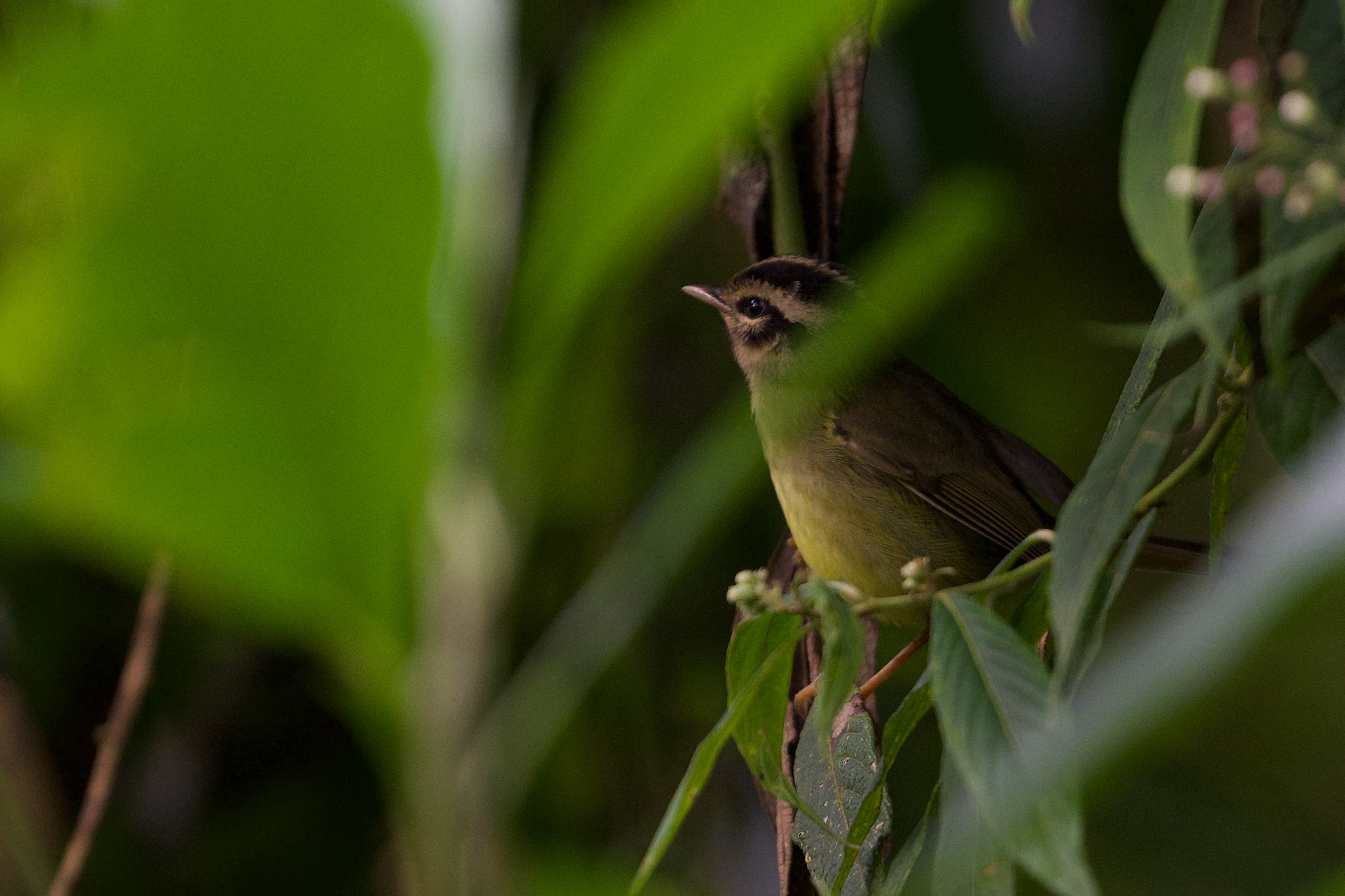 Costa Rican Warbler