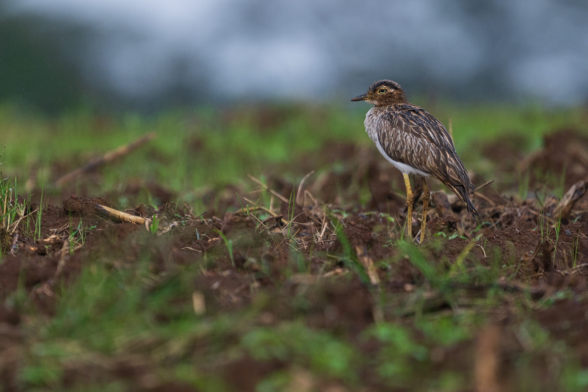 Double-striped Thick-Knee