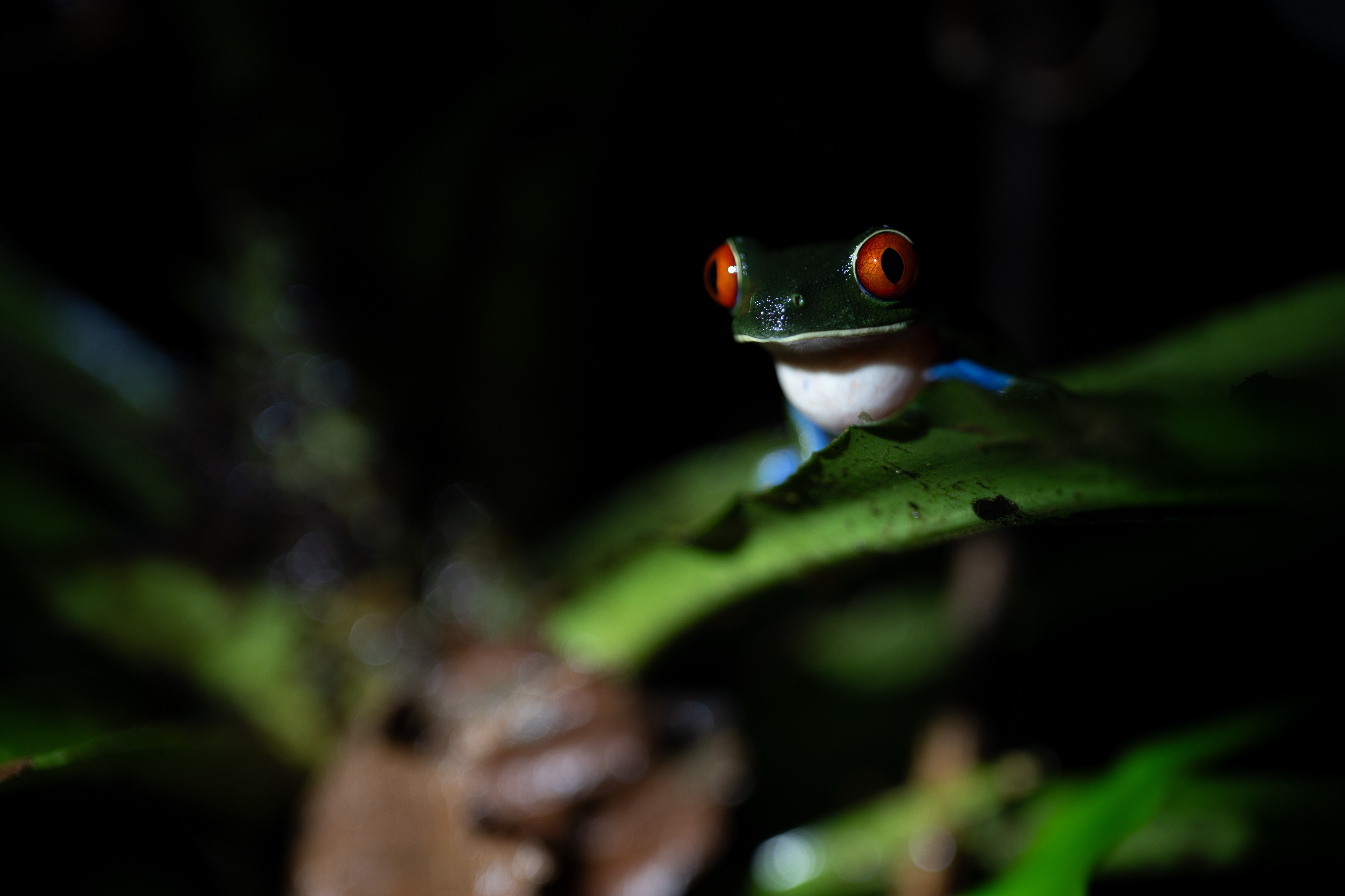 Red-eyed Treefrog