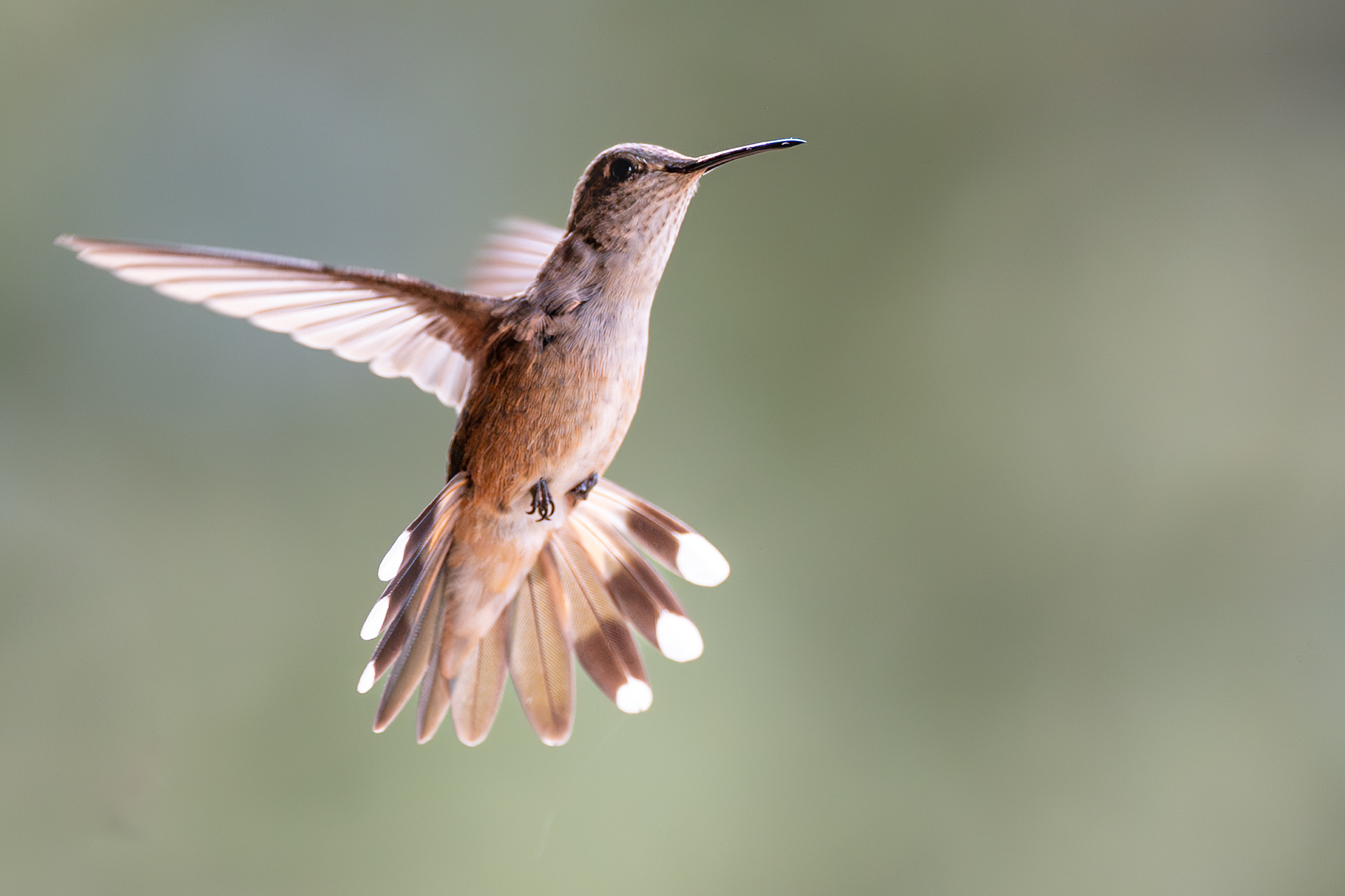Broad-tailed Hummingbird