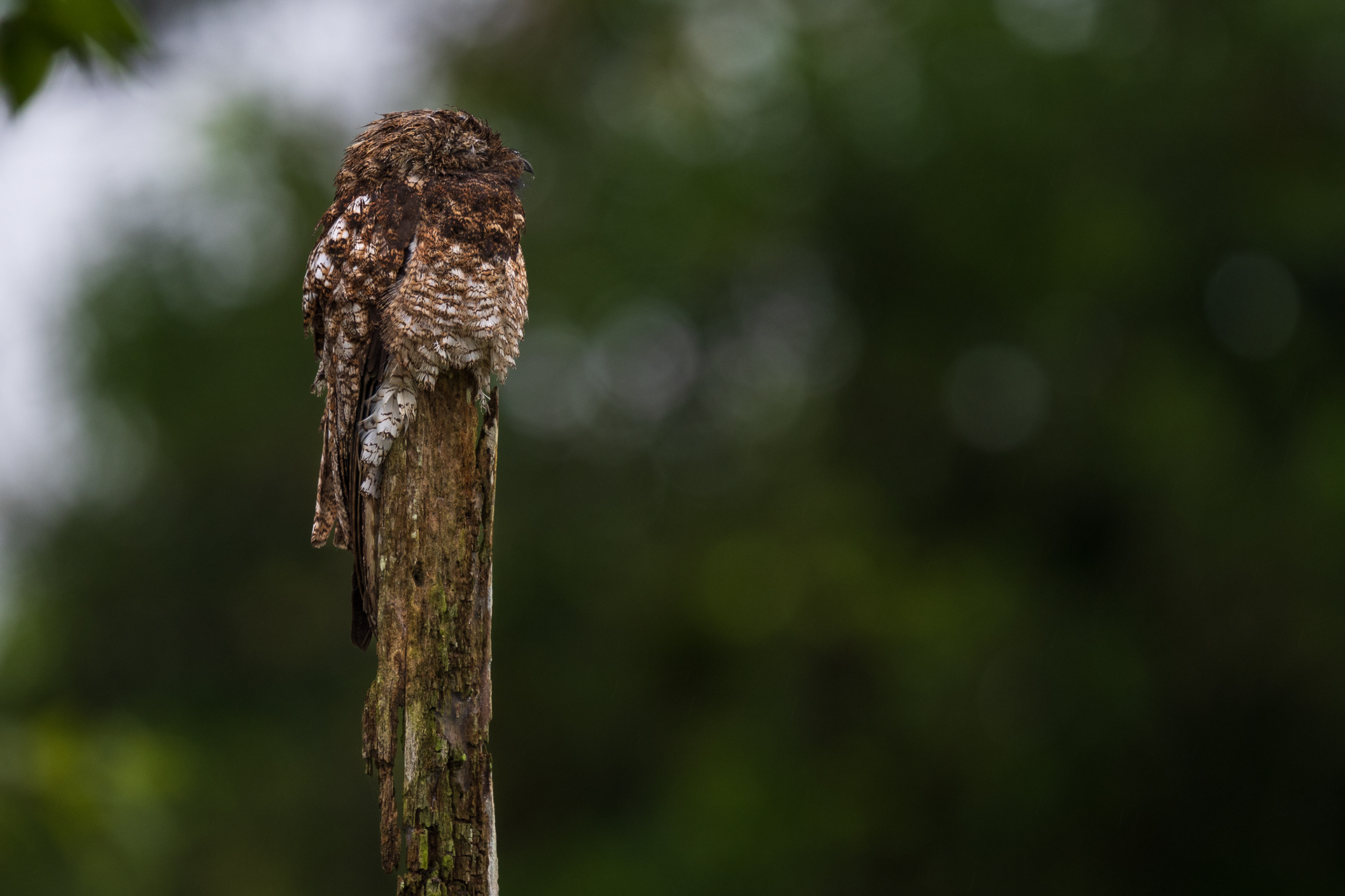 Great Potoo