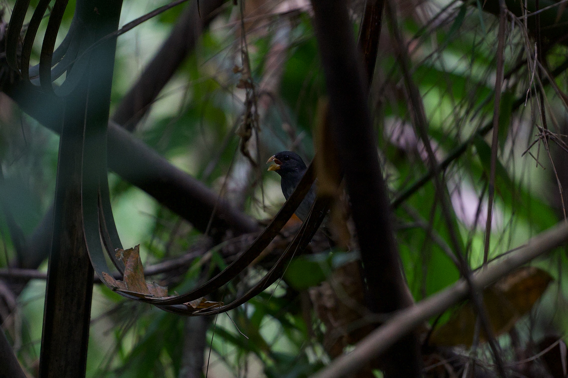 Slate-colored Seedeater