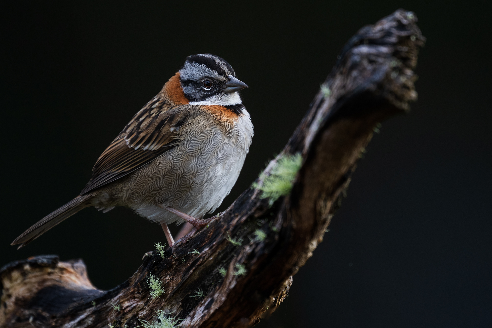 Rufous-collared Sparrow