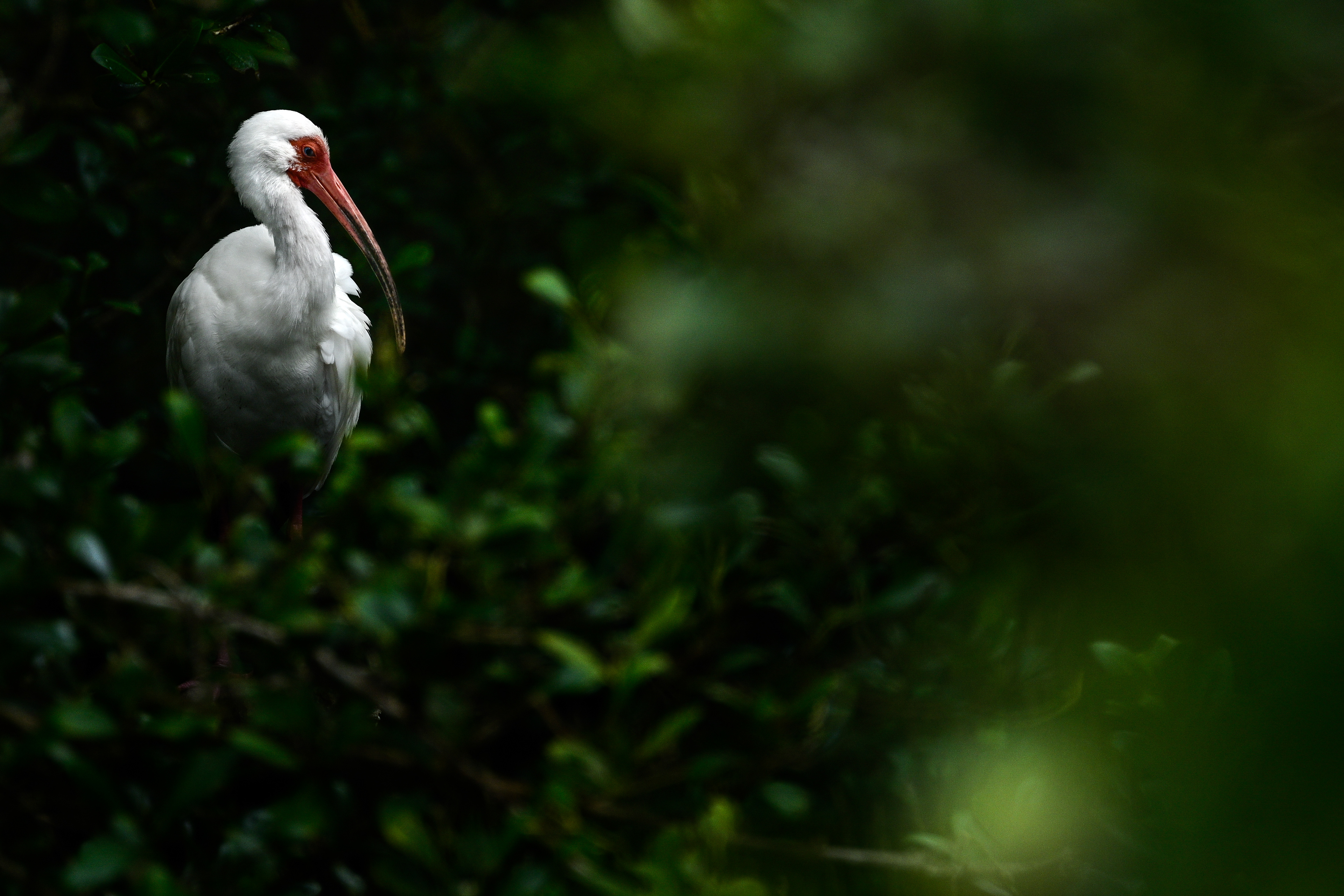 White Ibis