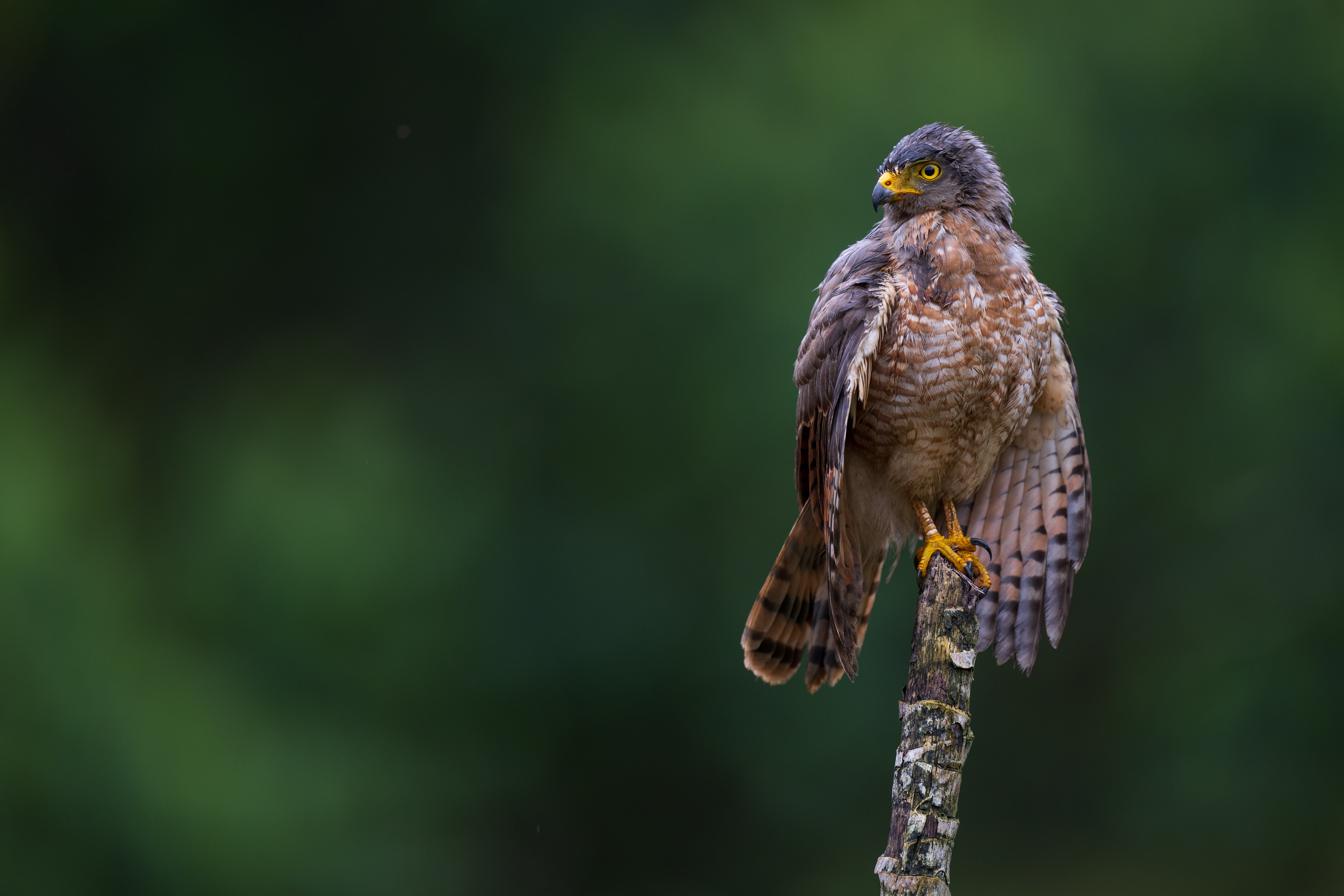 Roadside Hawk