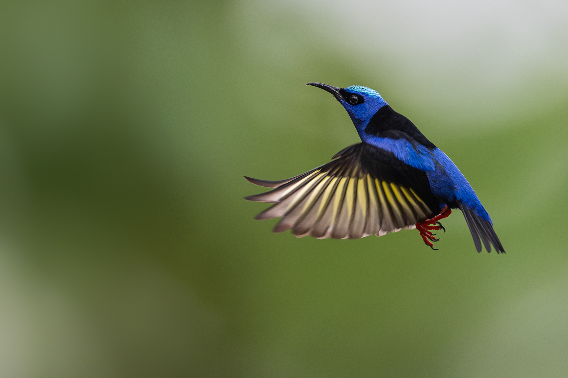 Red-legged Honeycreeper