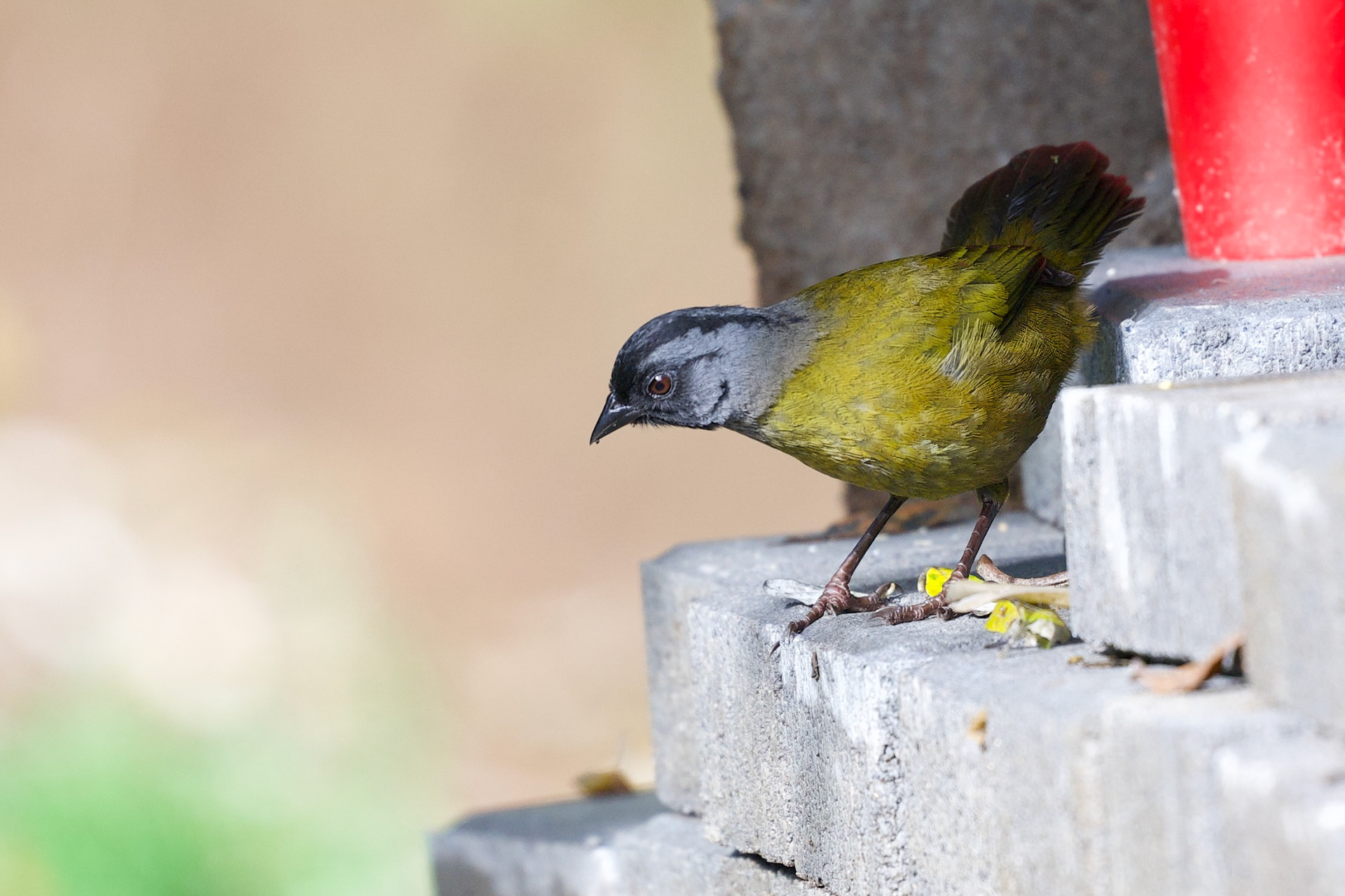 Large-footed Finch