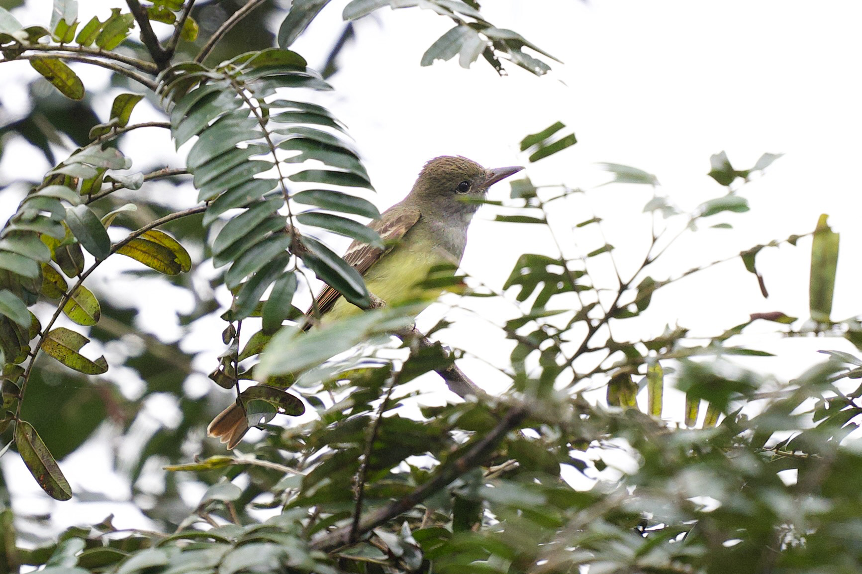 Great-crested Flycatcher