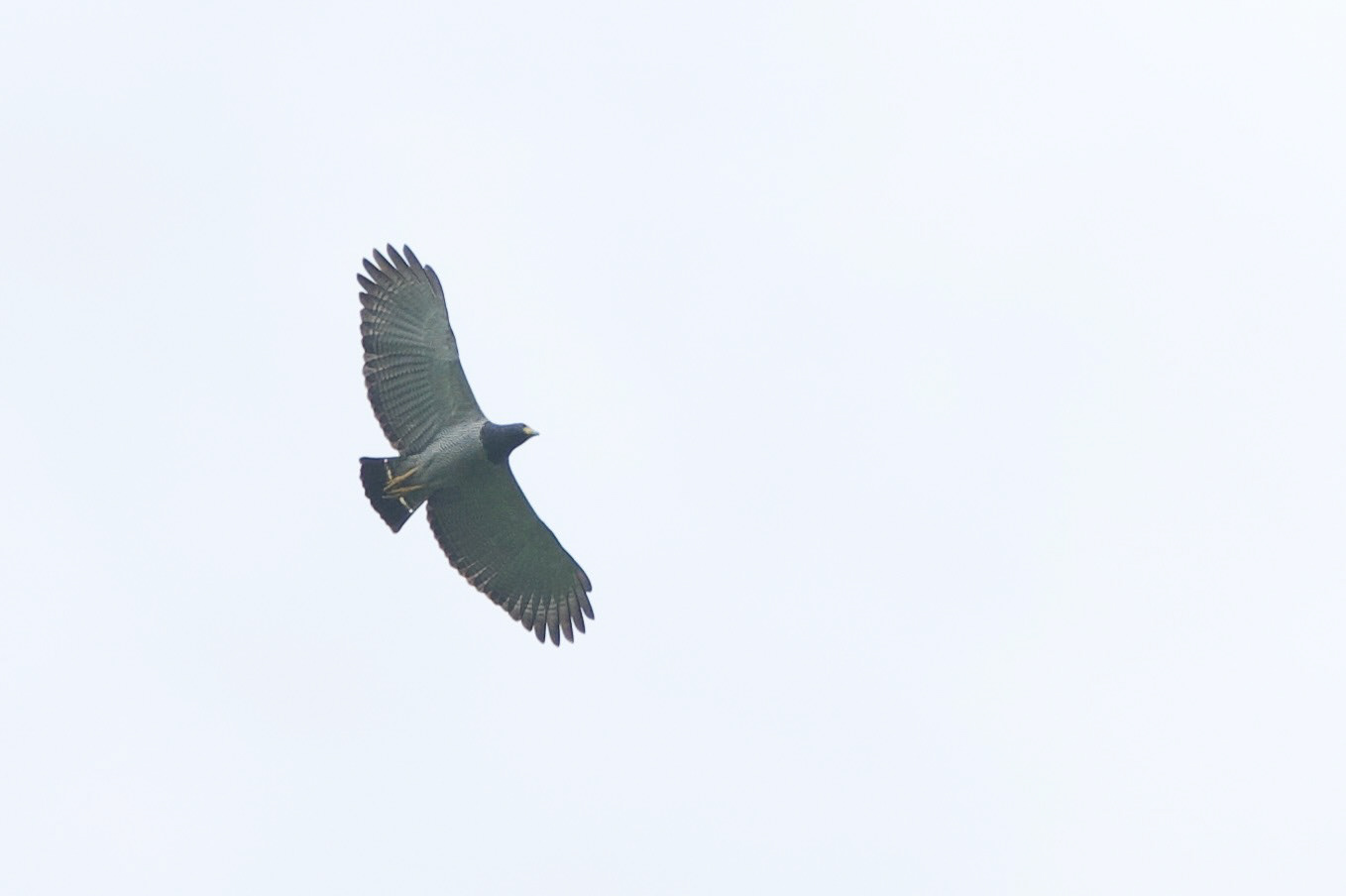 Barred Hawk