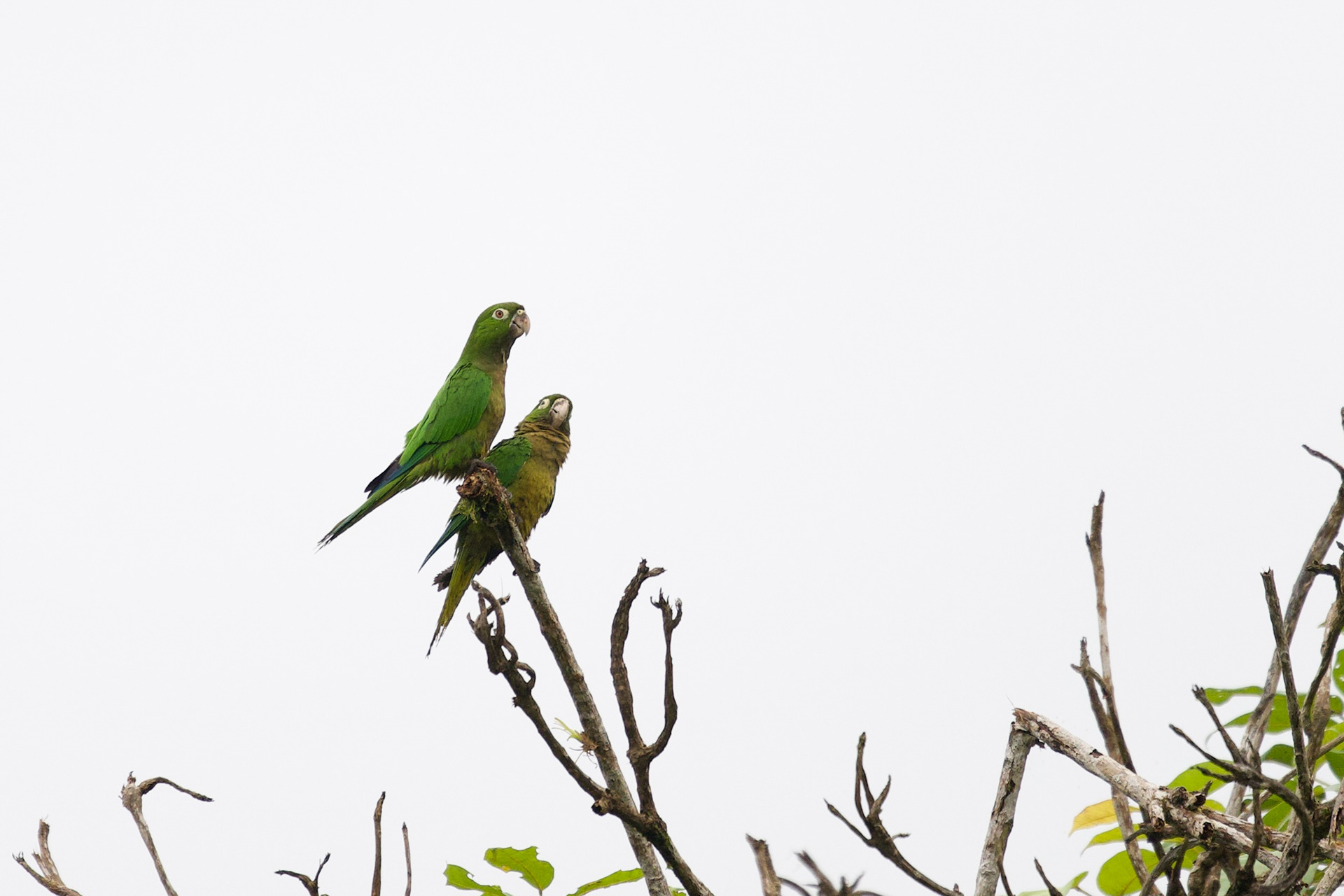 Olive-throated Parakeet