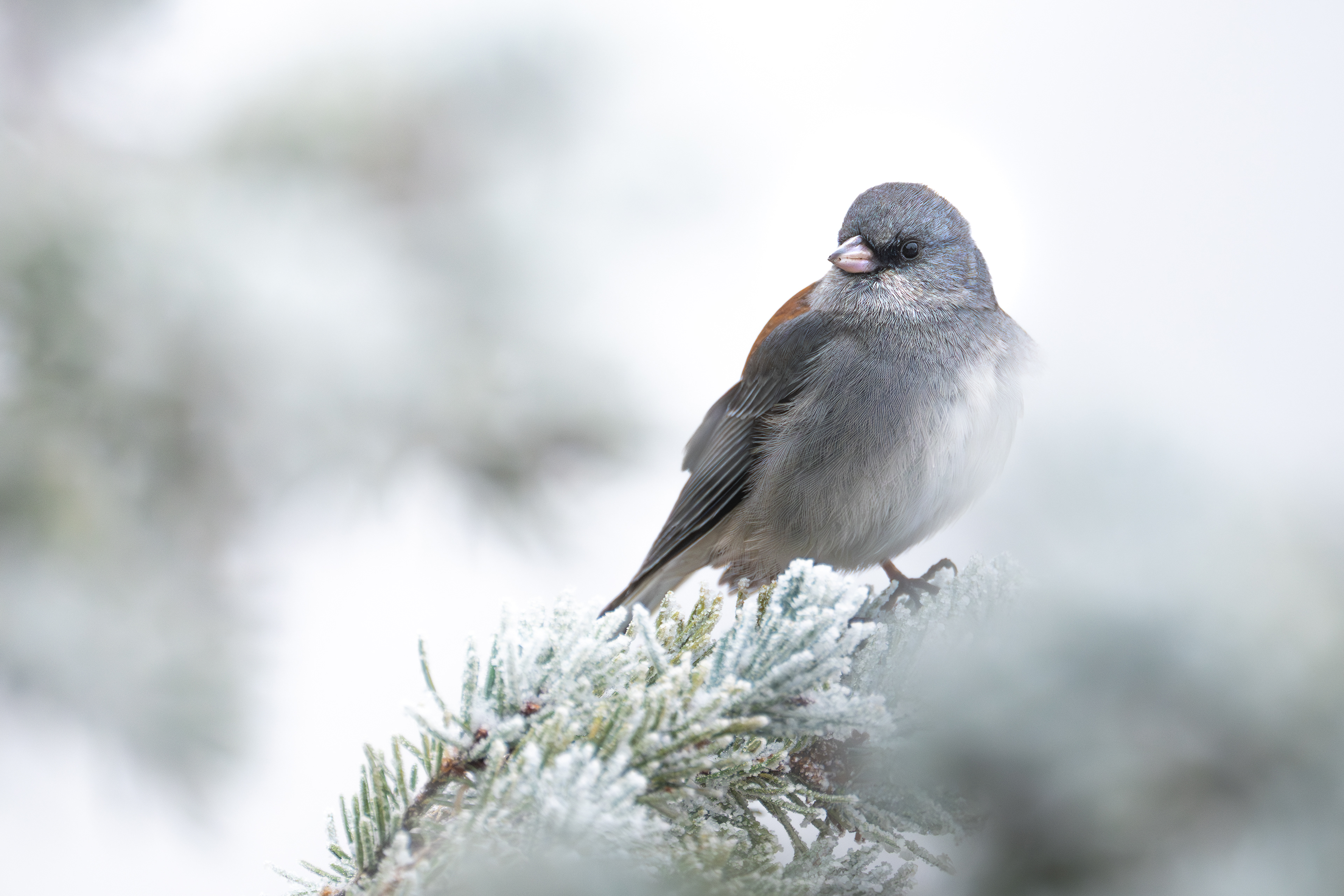 Dark-eyed Junco