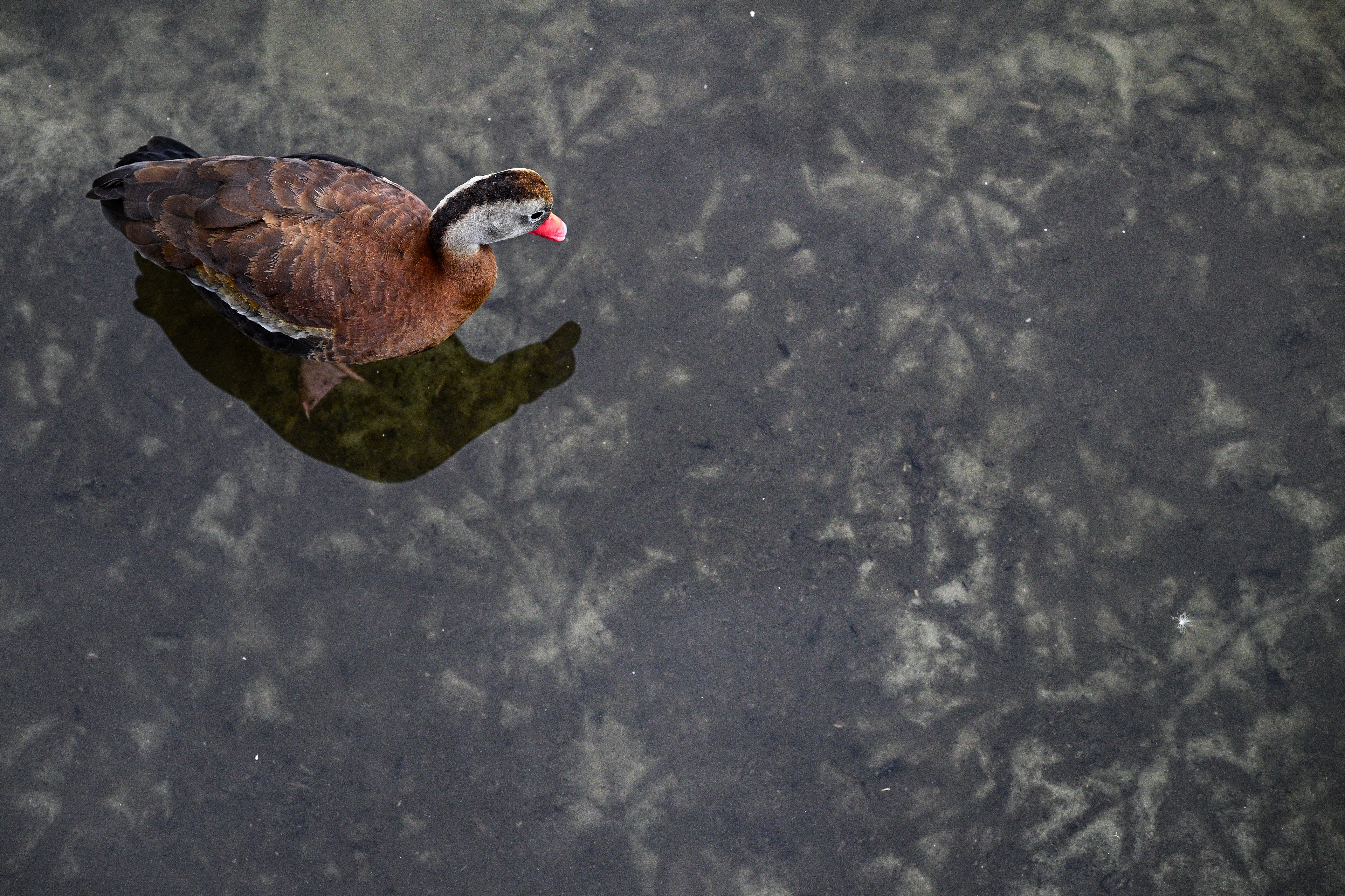 Black-bellied Whistling-Duck