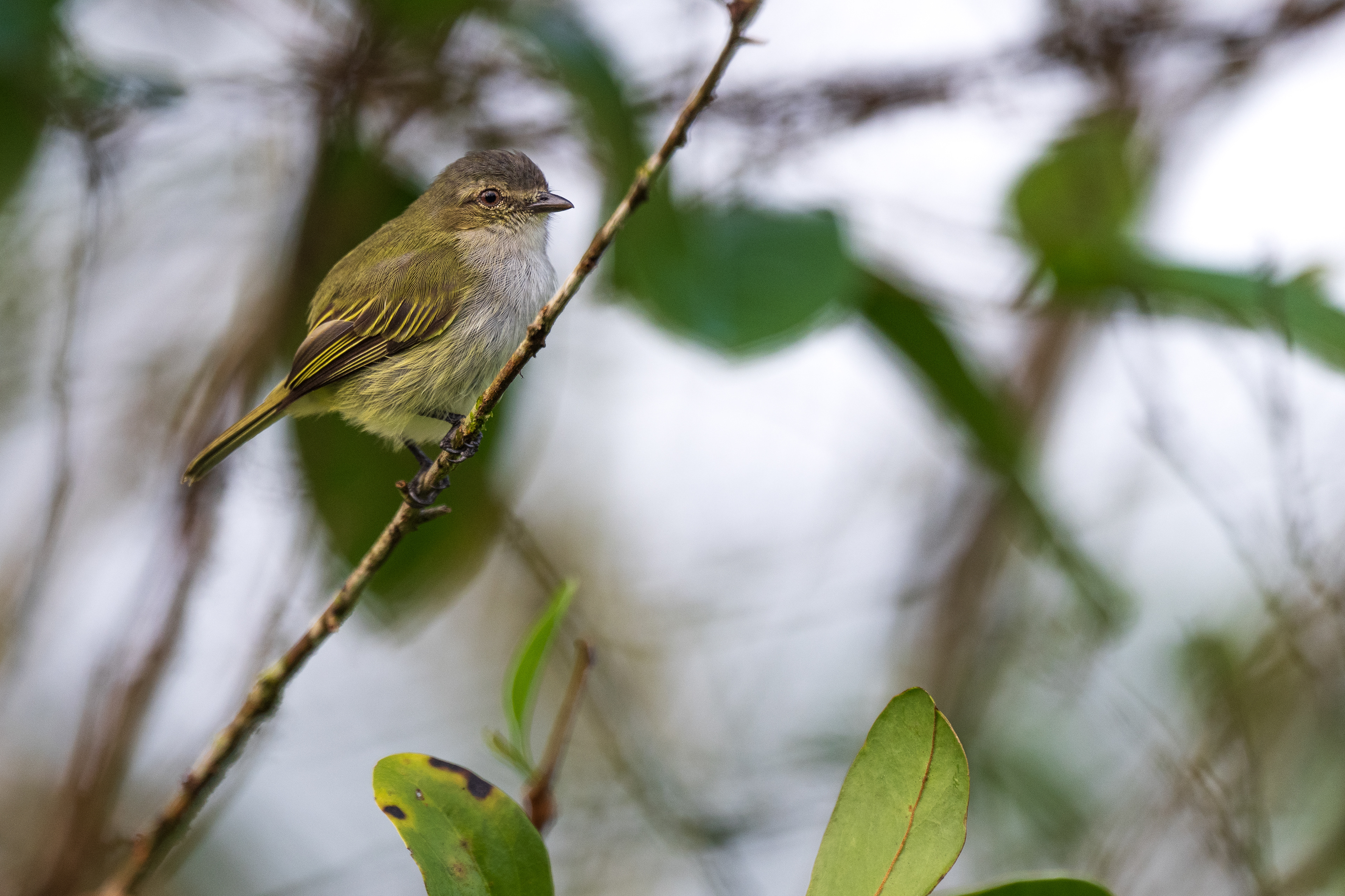 Mistletoe Tyrannulet