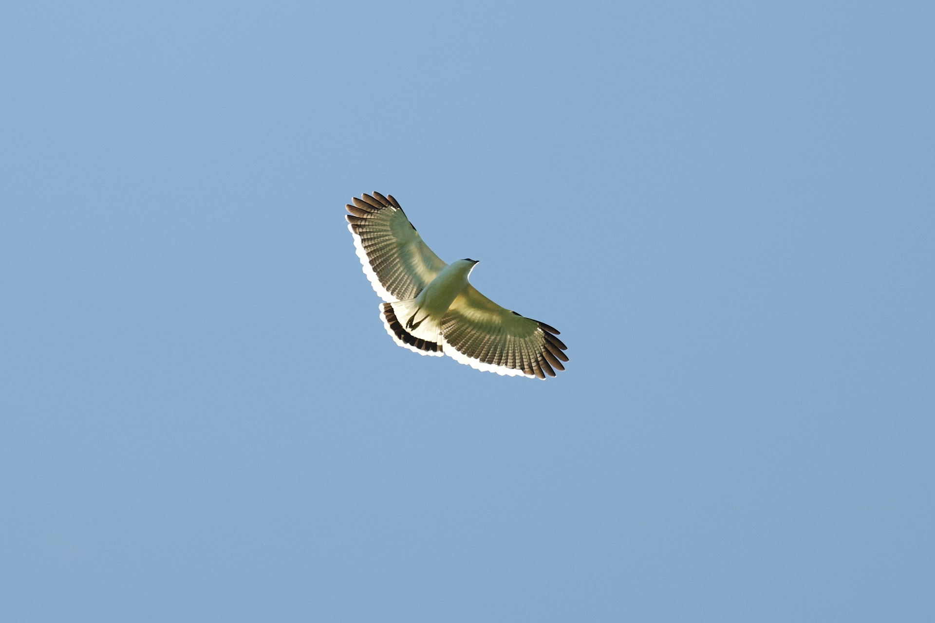 White Hawk