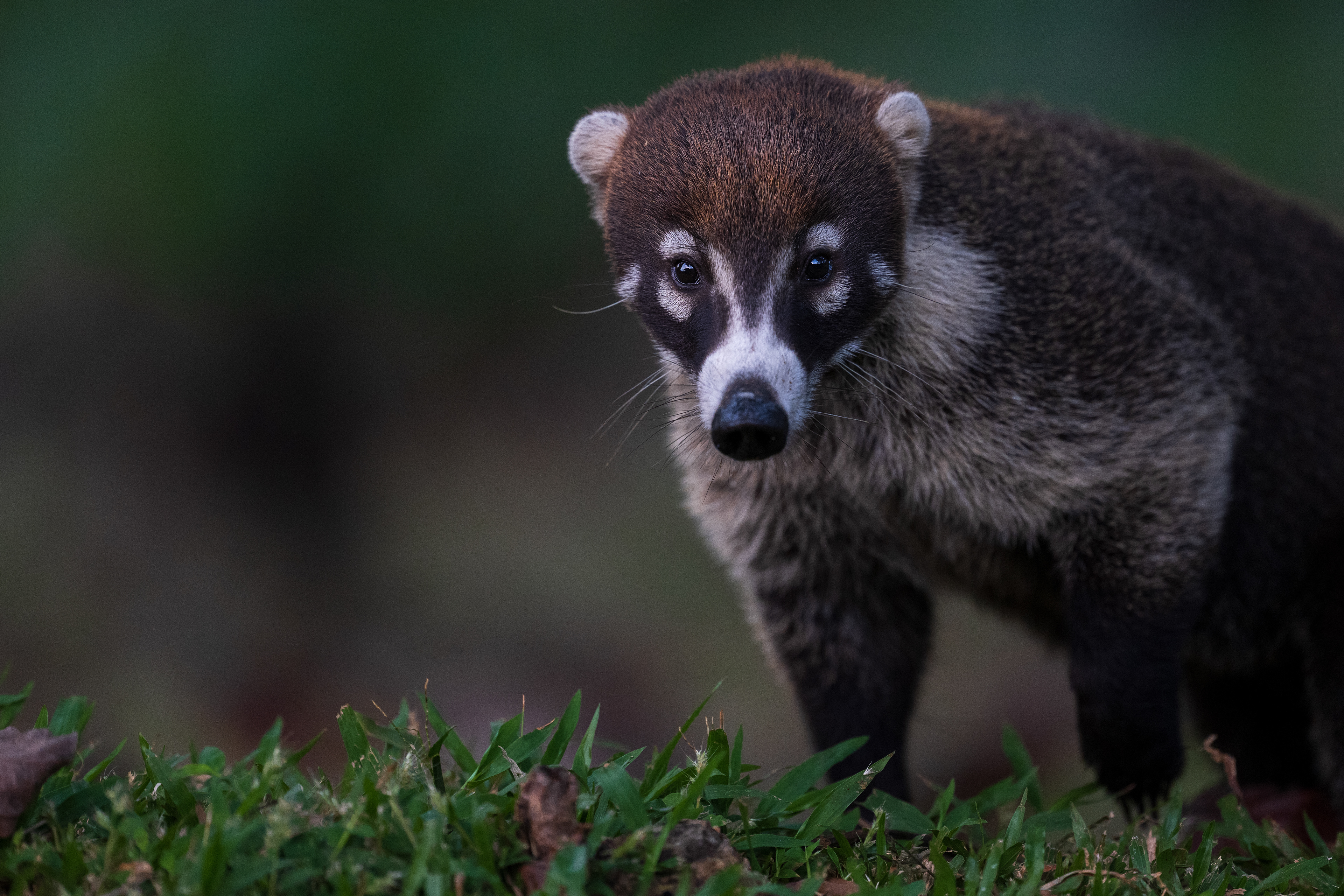 White-nosed Coati