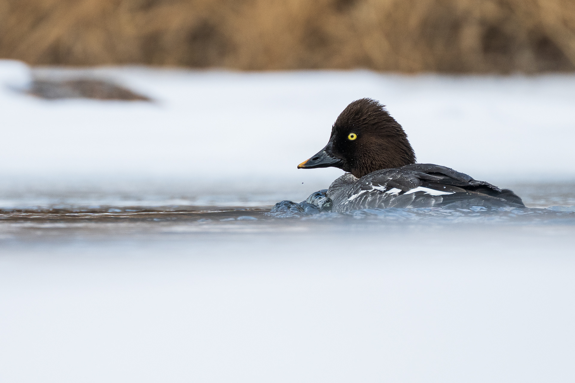 Common Goldeneye