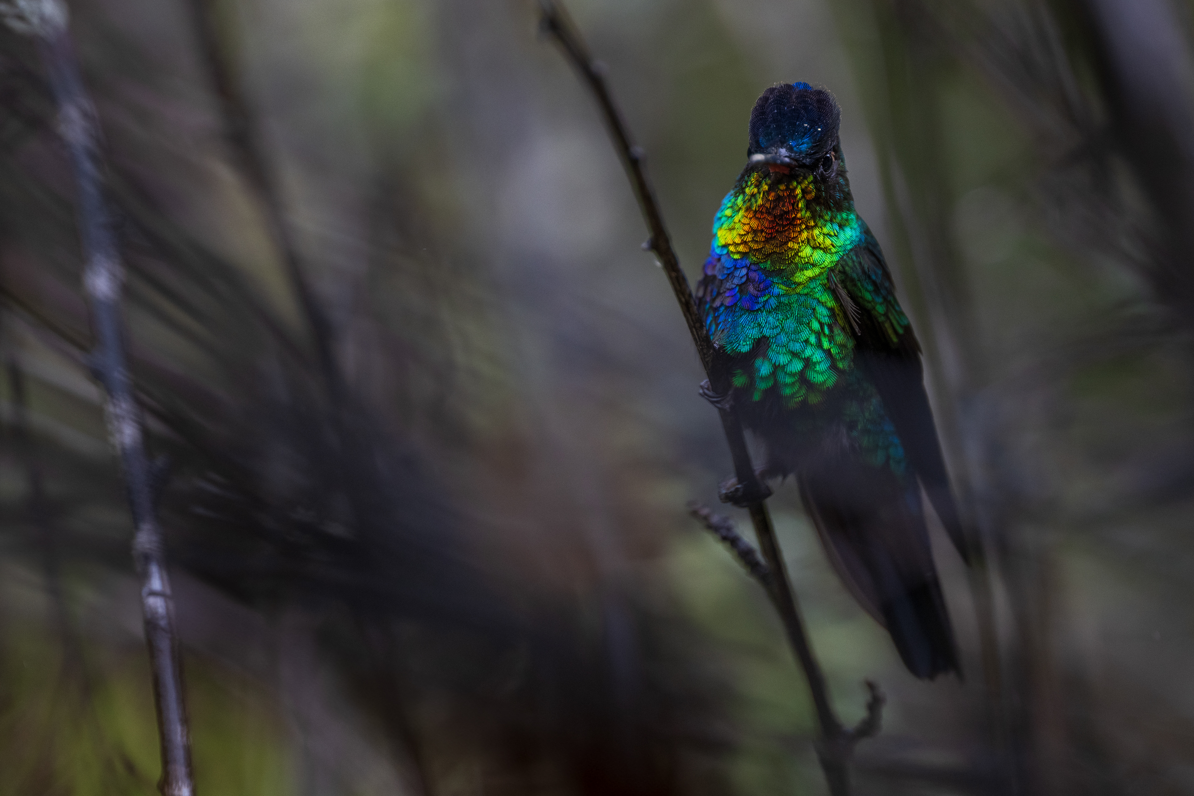 Fiery-throated Hummingbird