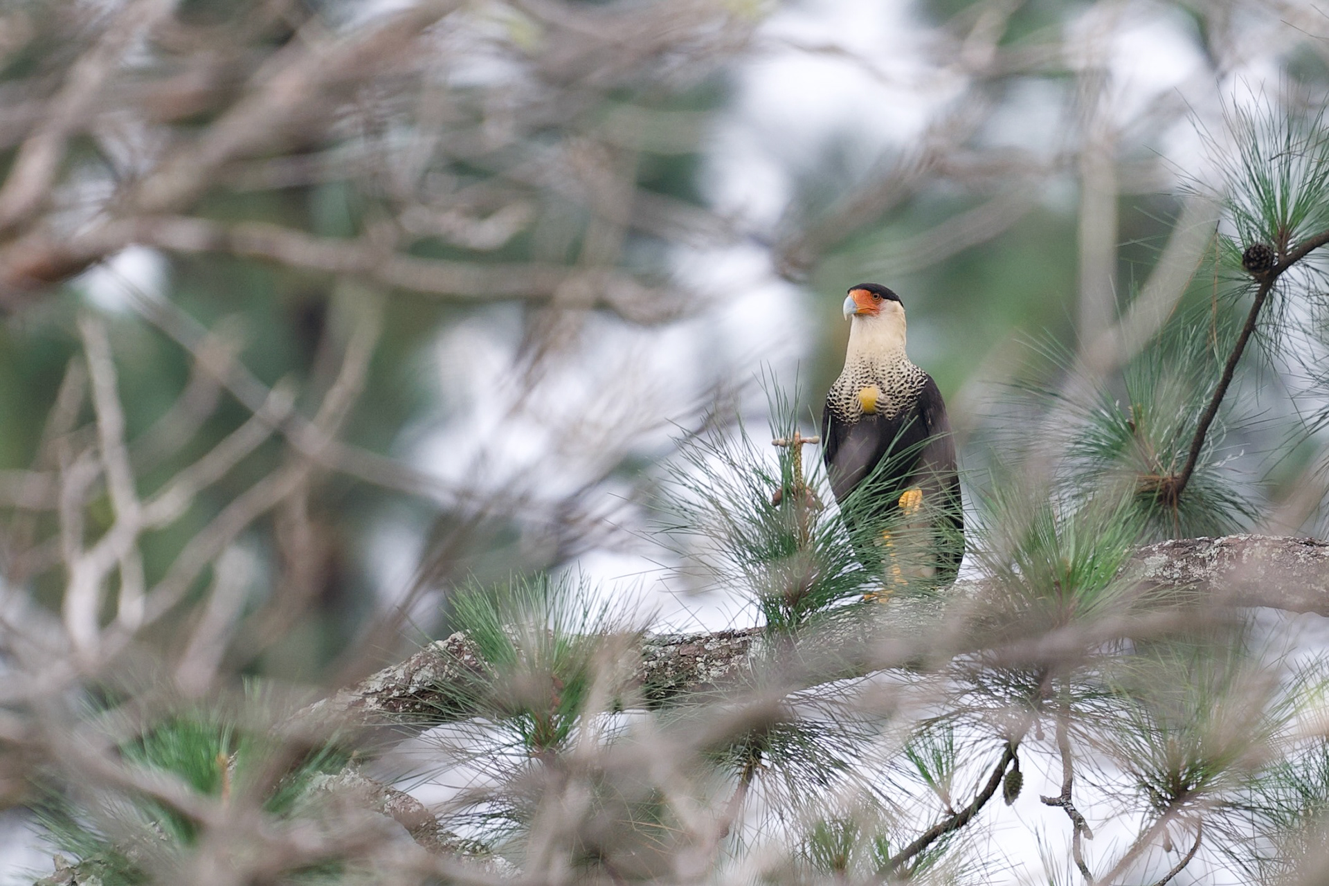 Crested Caracara