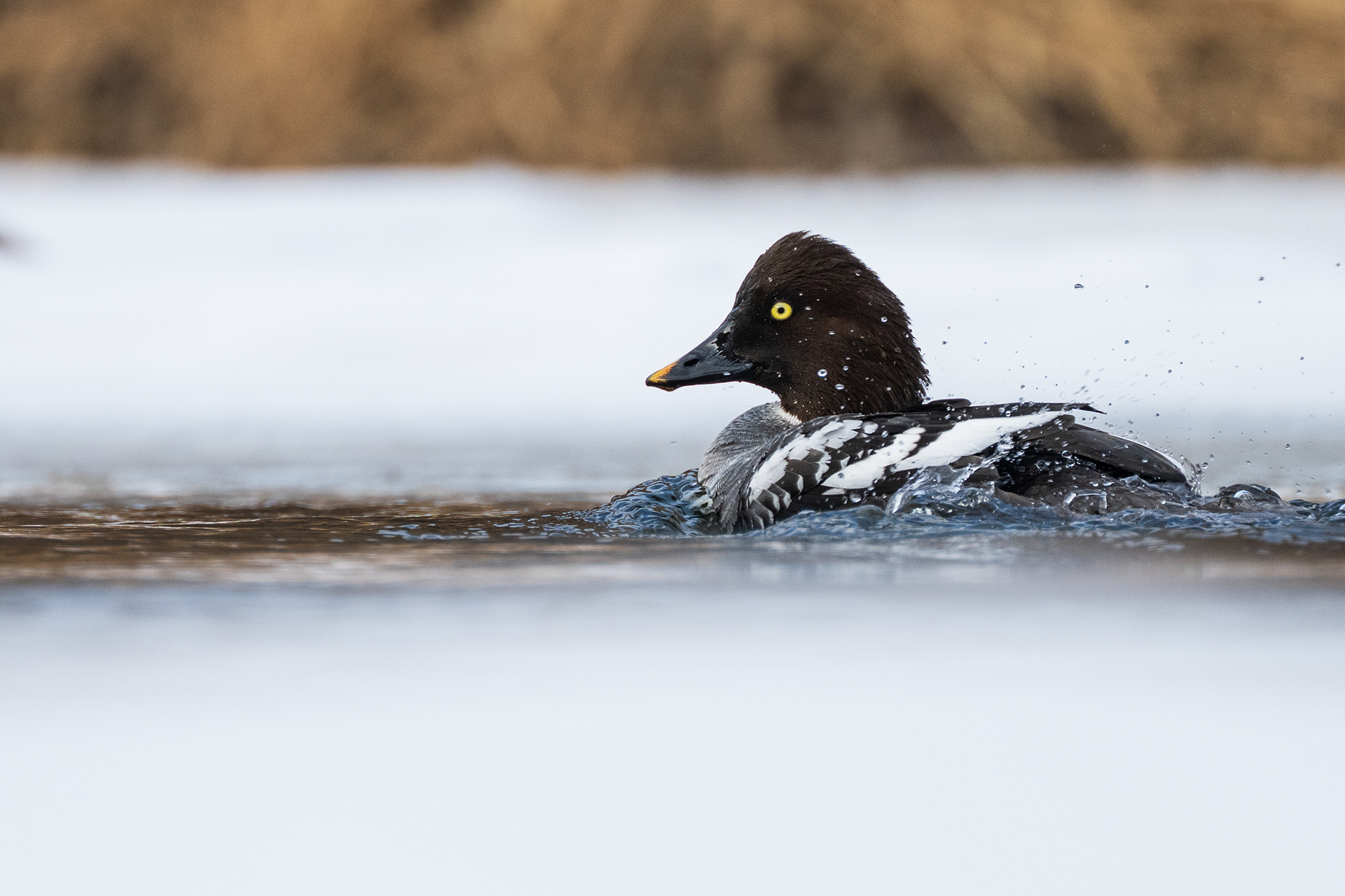 Common Goldeneye