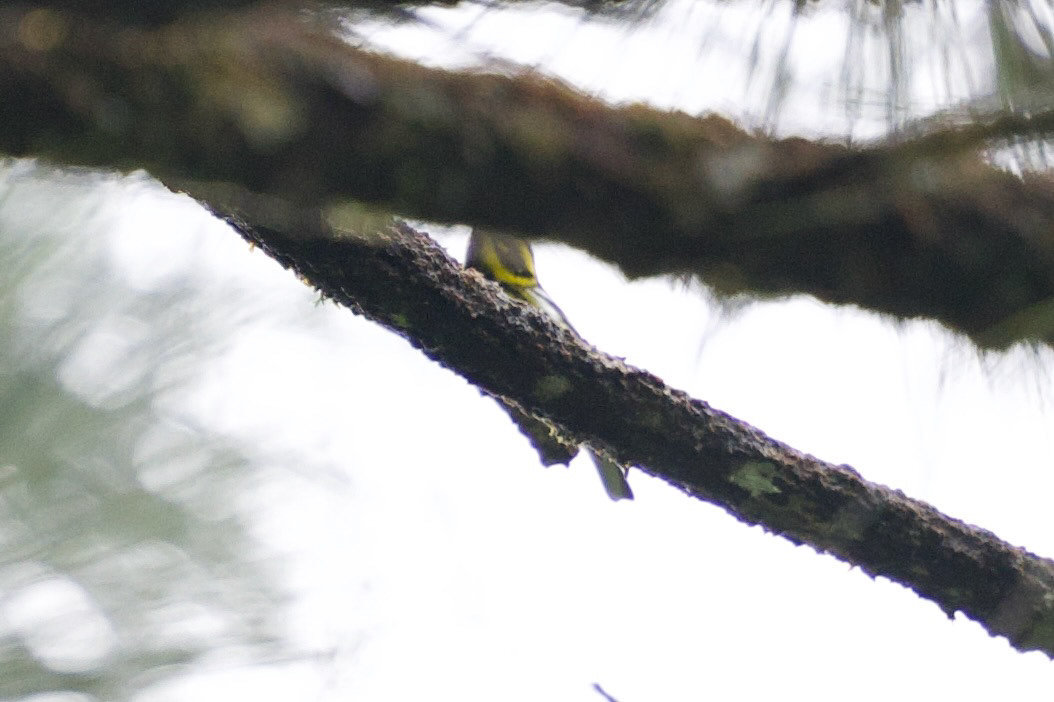 Townsend's Warbler