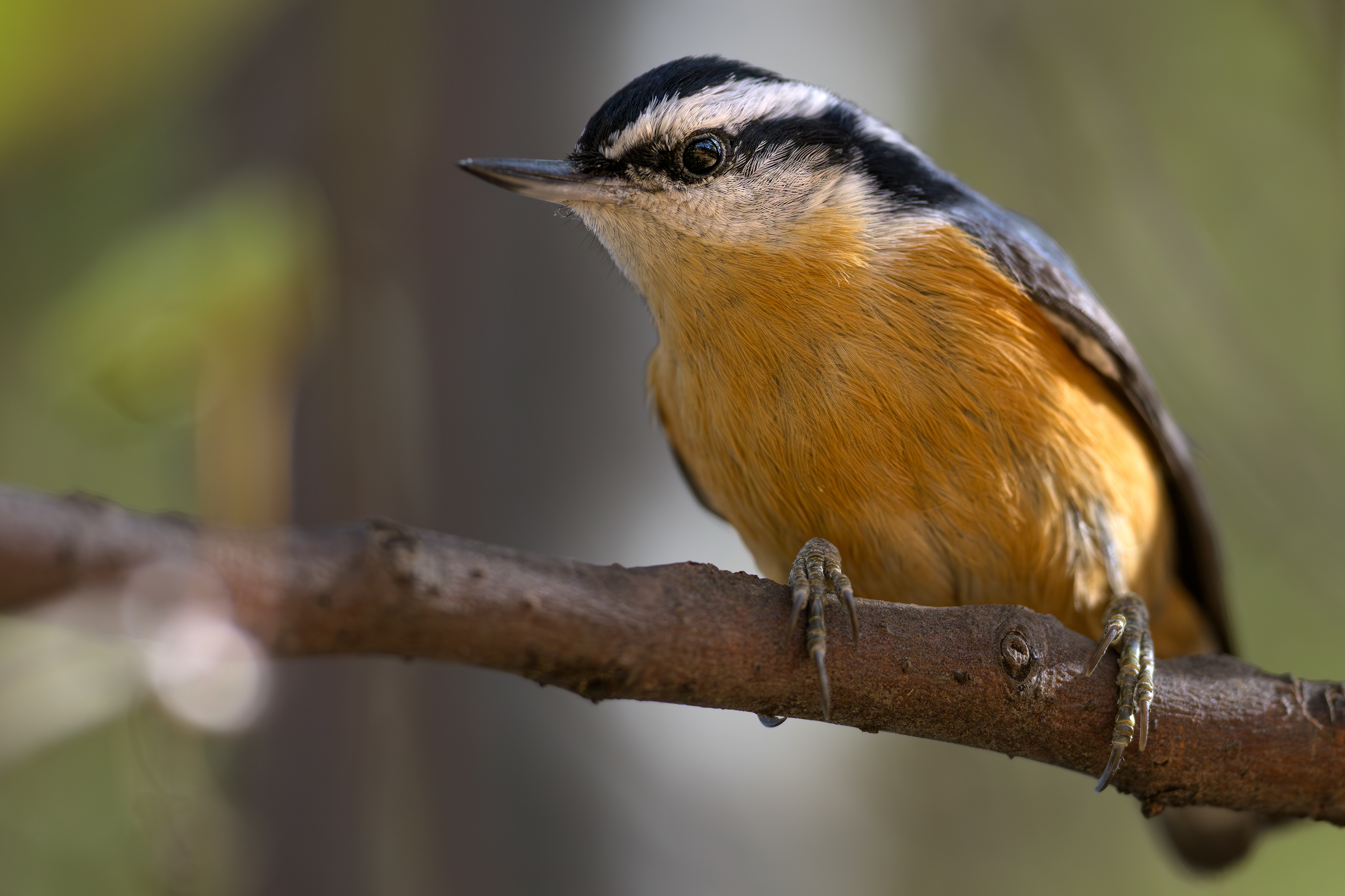 Red-breasted Nuthatch