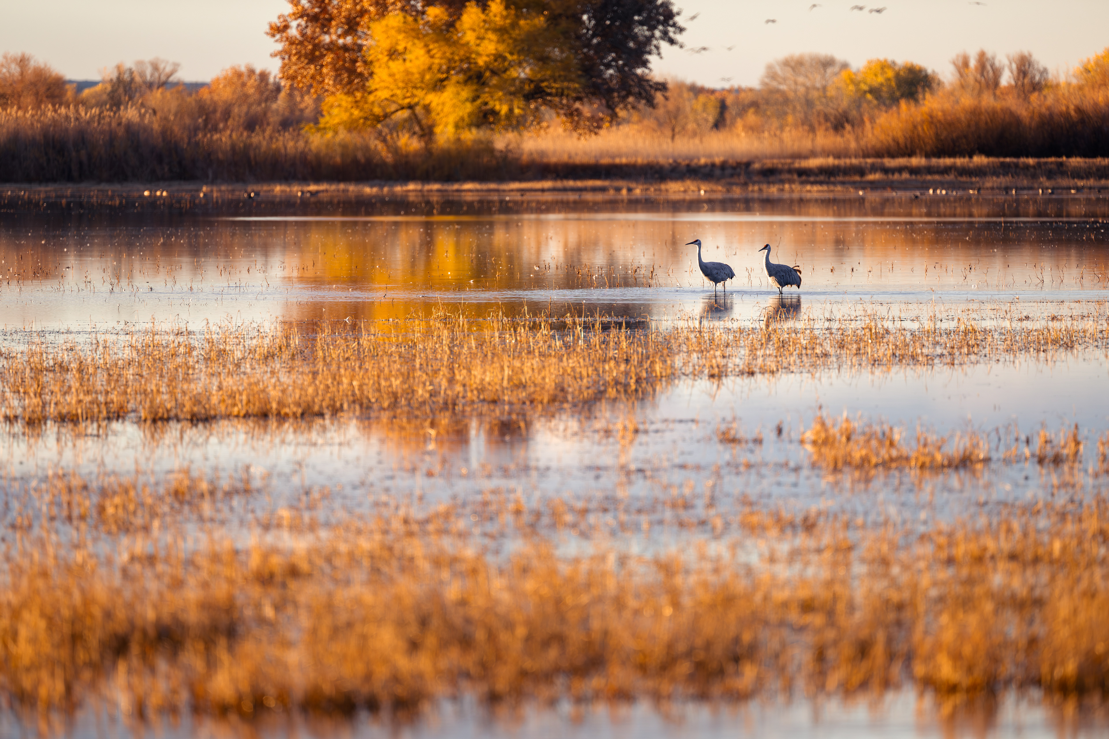 Sandhill Crane