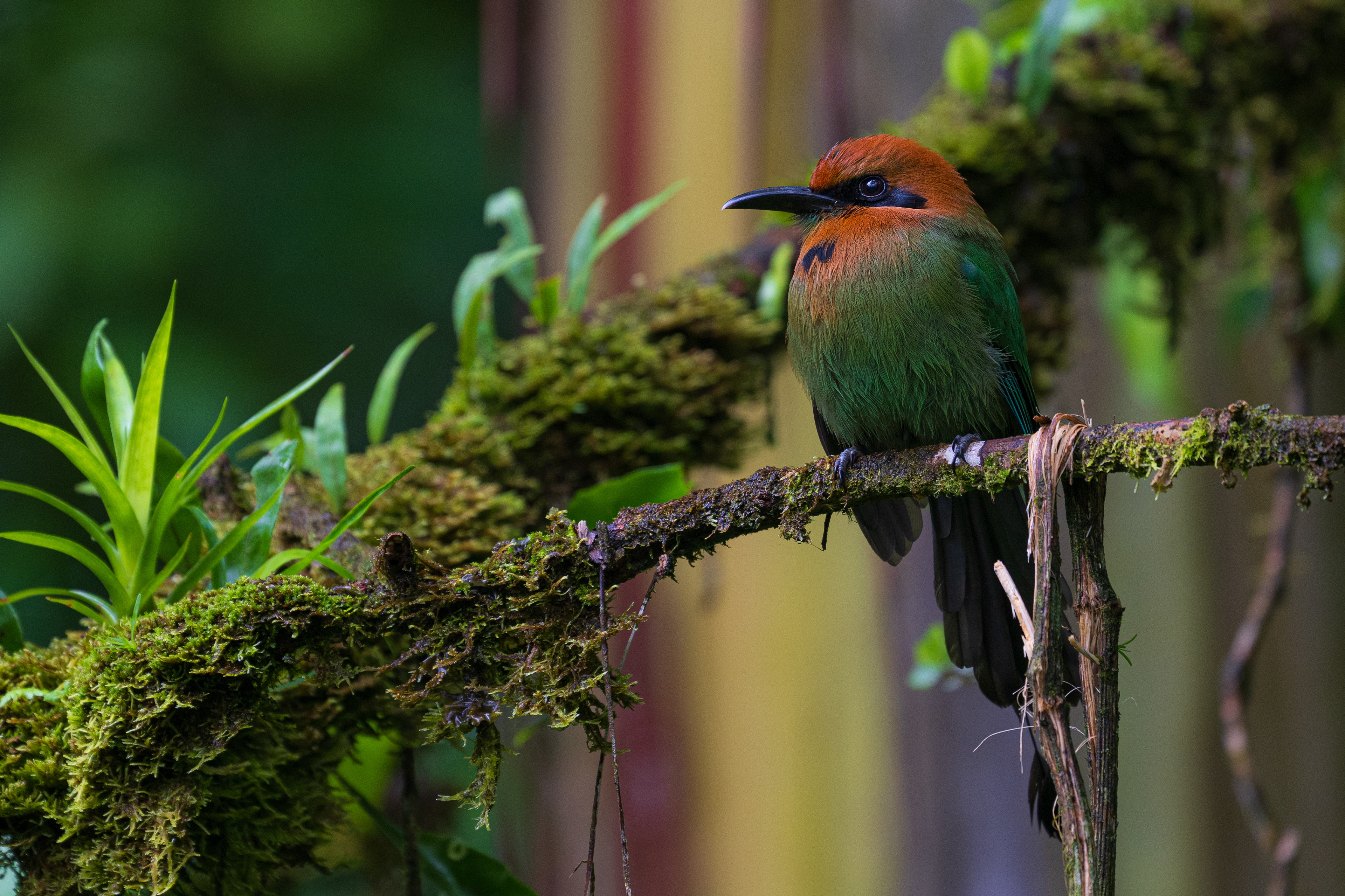 Broad-billed Motmot