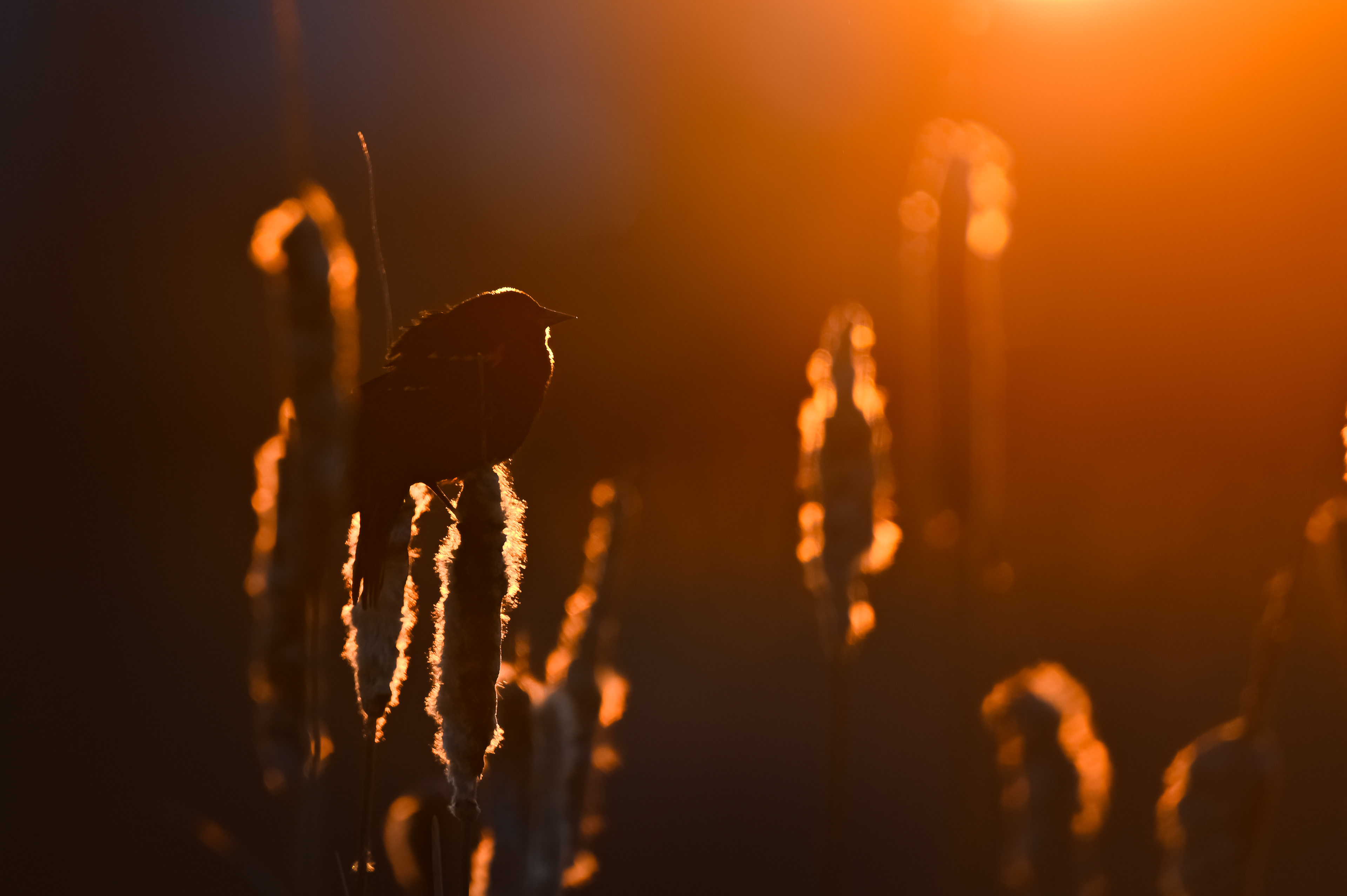 Red-winged Blackbird
