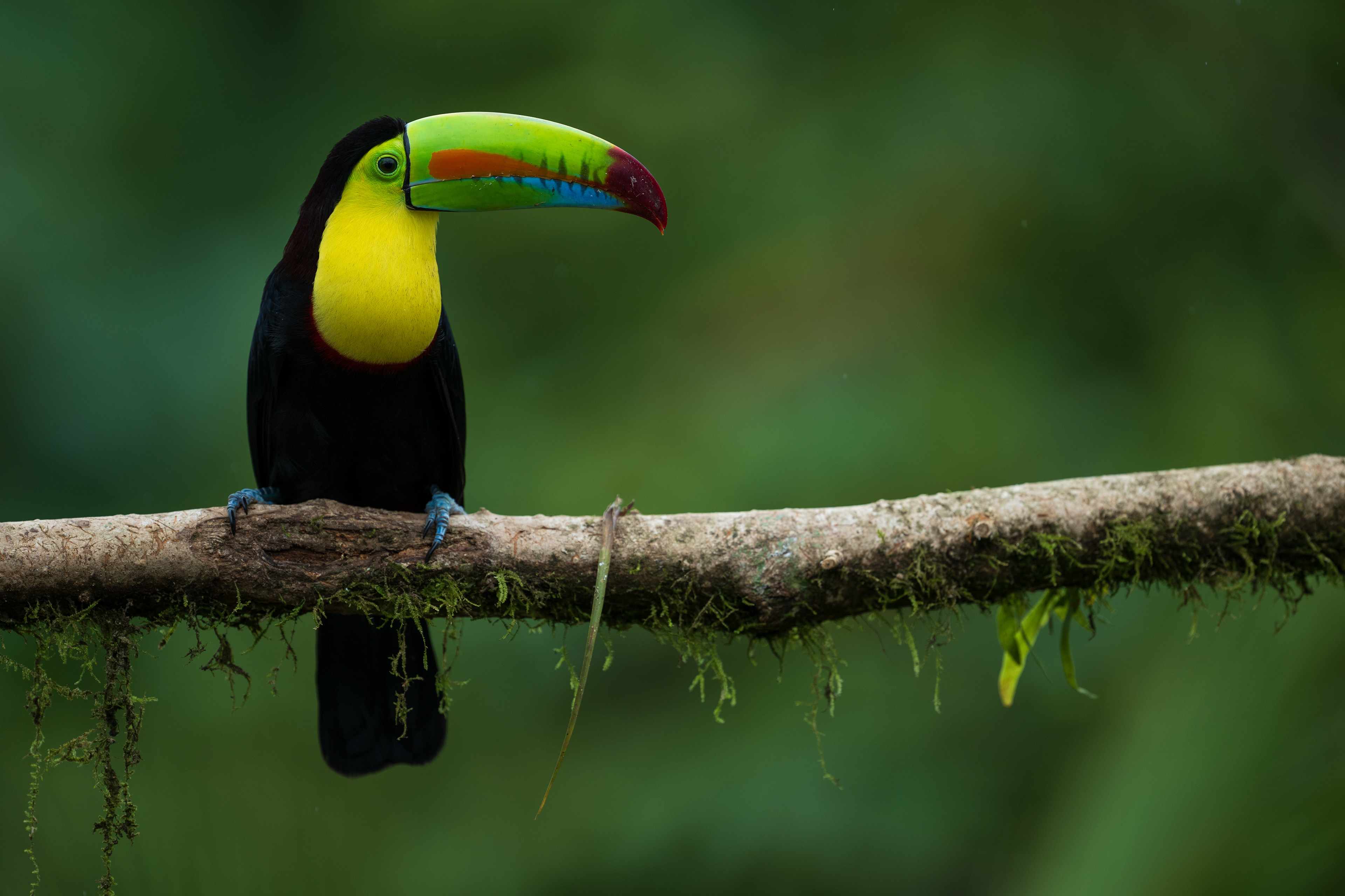 Keel-billed Toucan