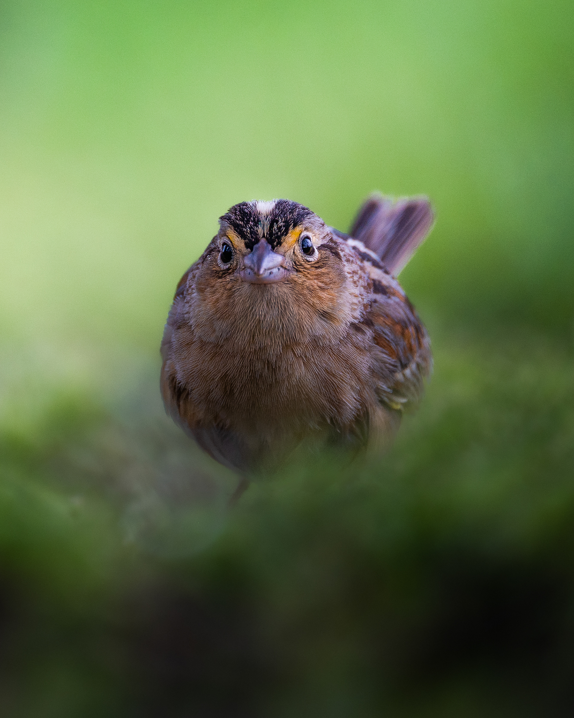 Grasshopper Sparrow