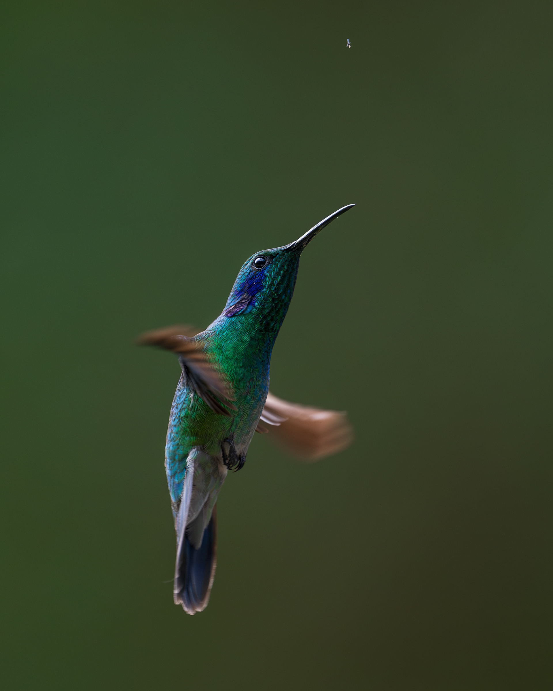 Lesser Violetear