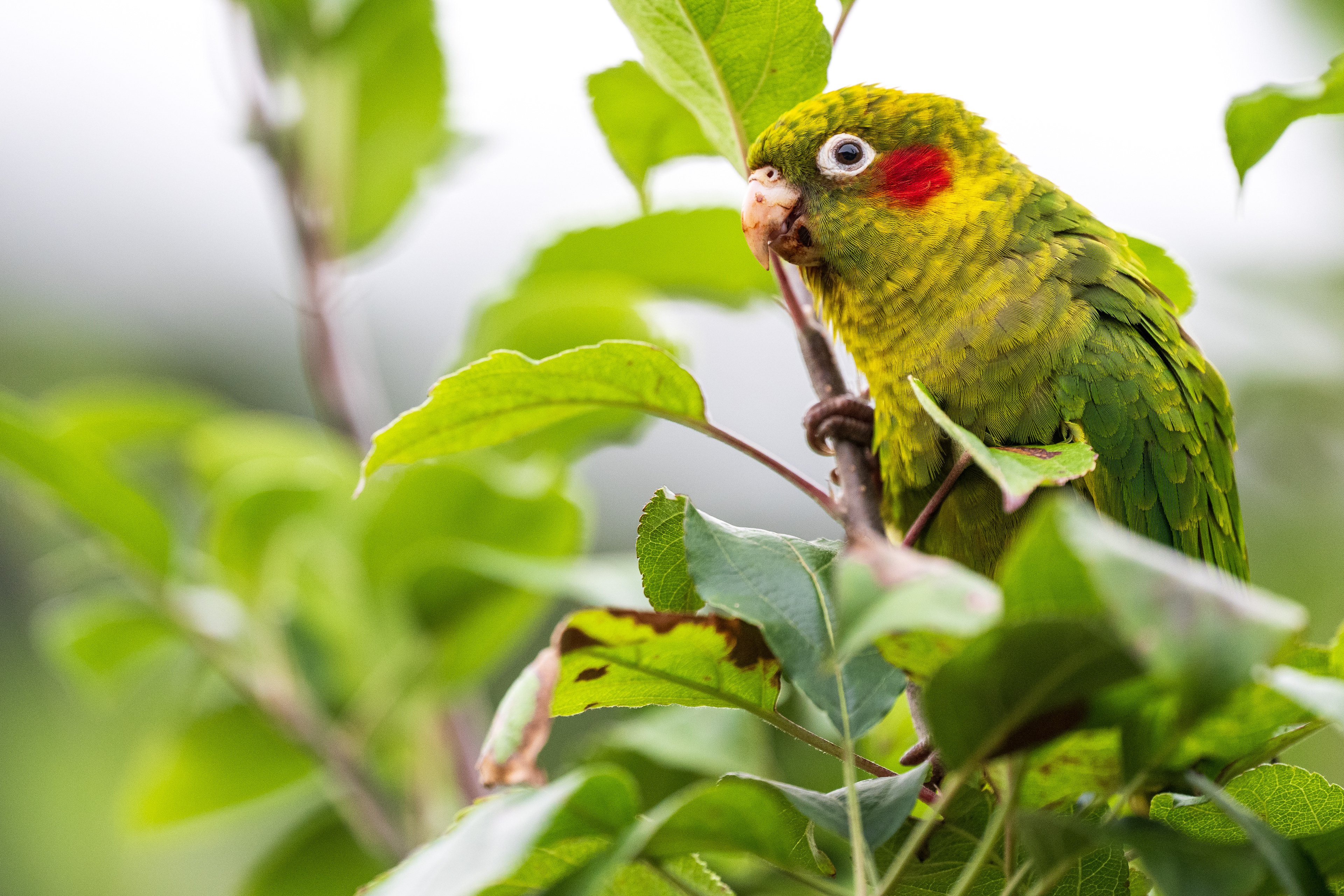 Sulphur-winged Parakeet