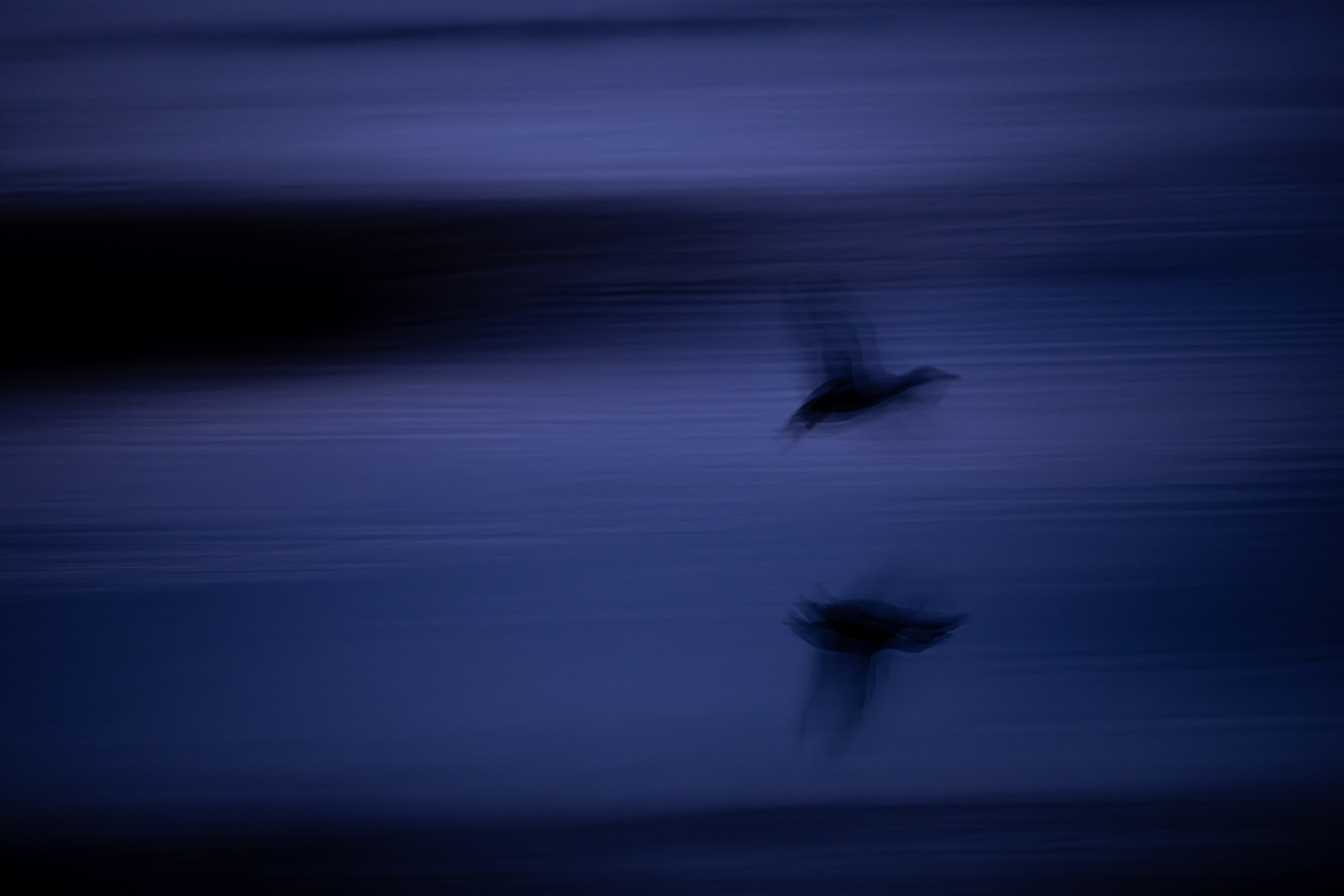 Northern Shoveler