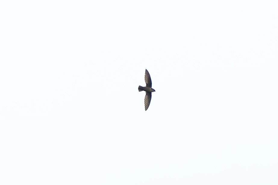 Vaux's Swift