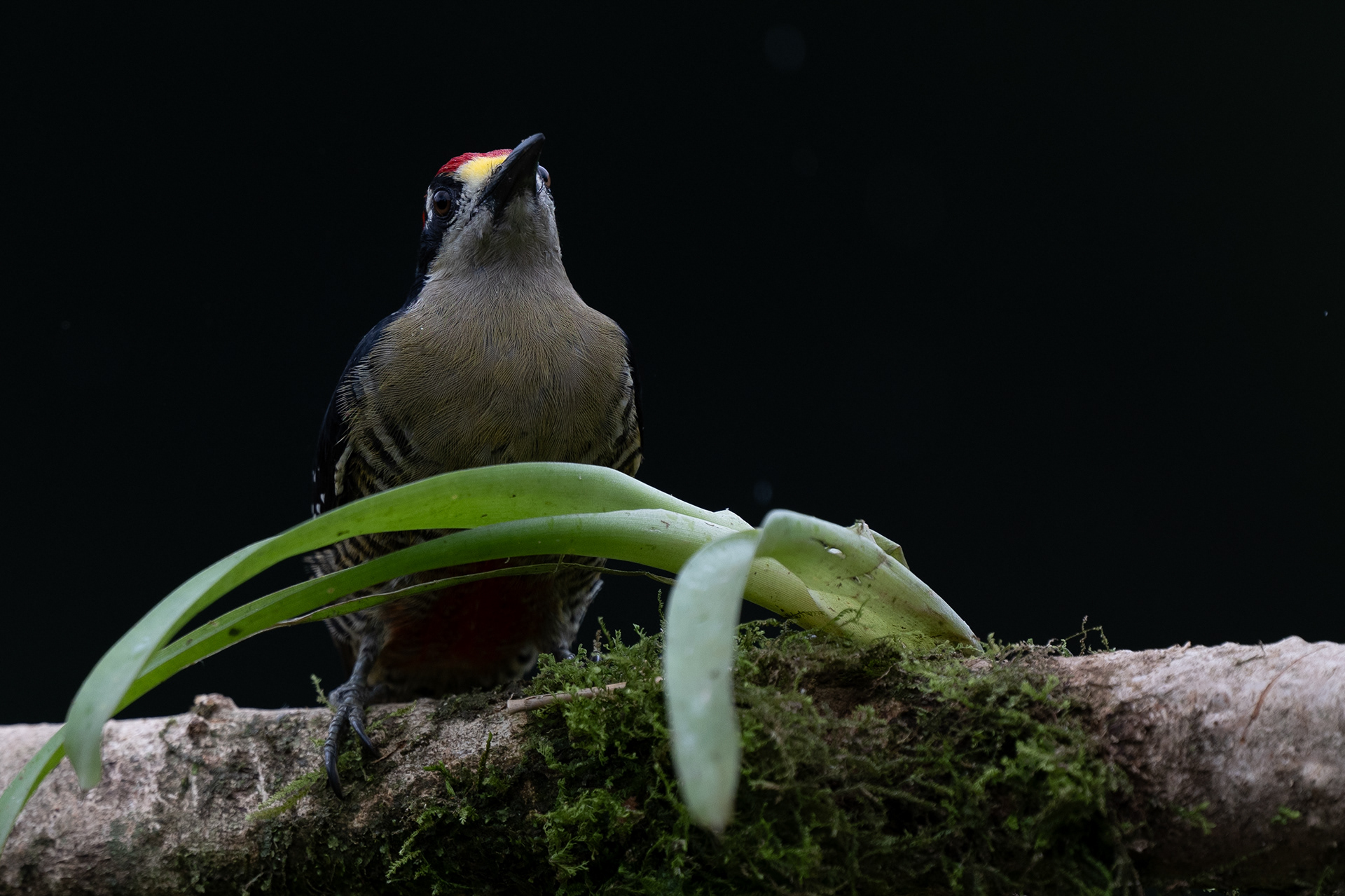 Black-cheeked Woodpecker