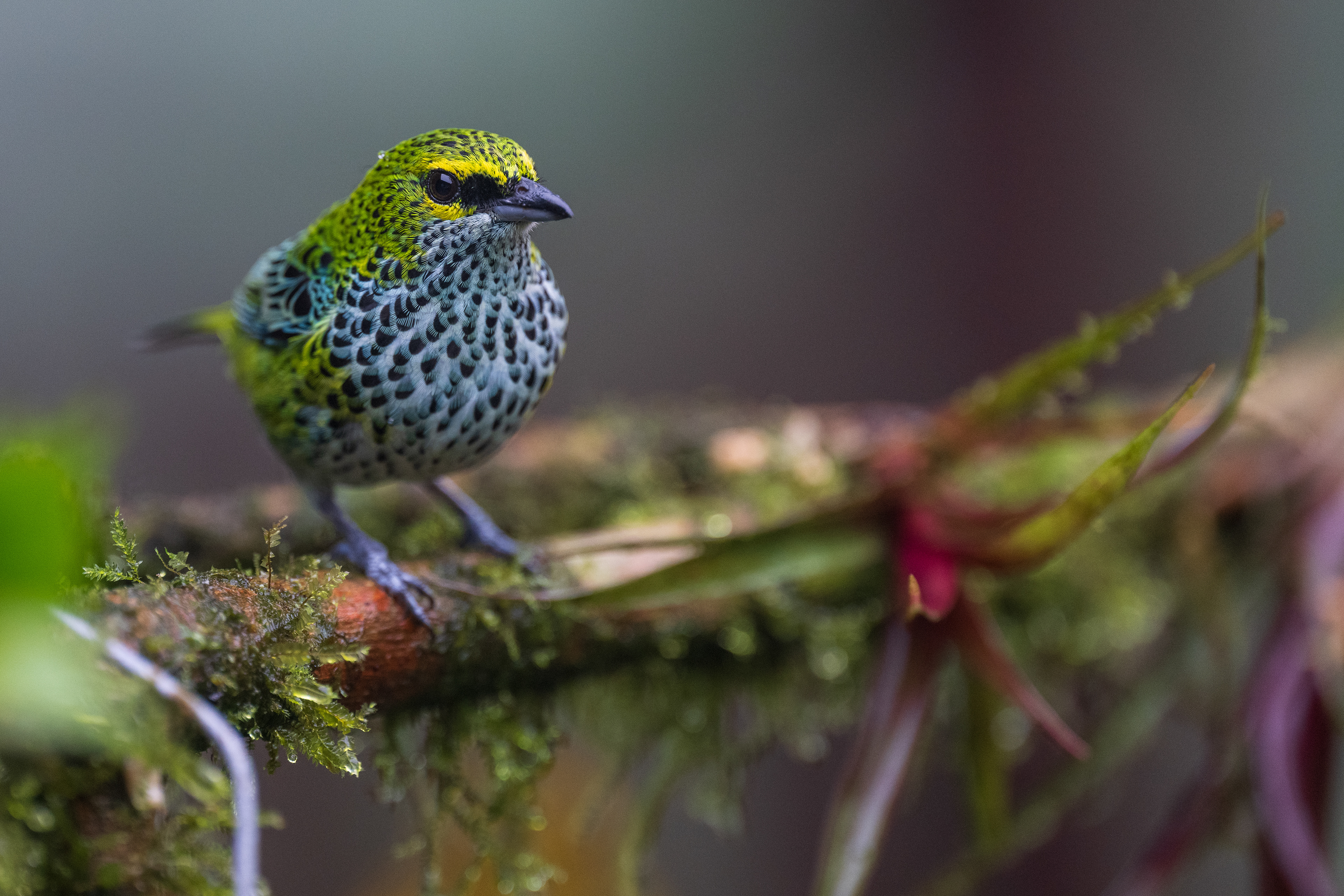 Speckled Tanager